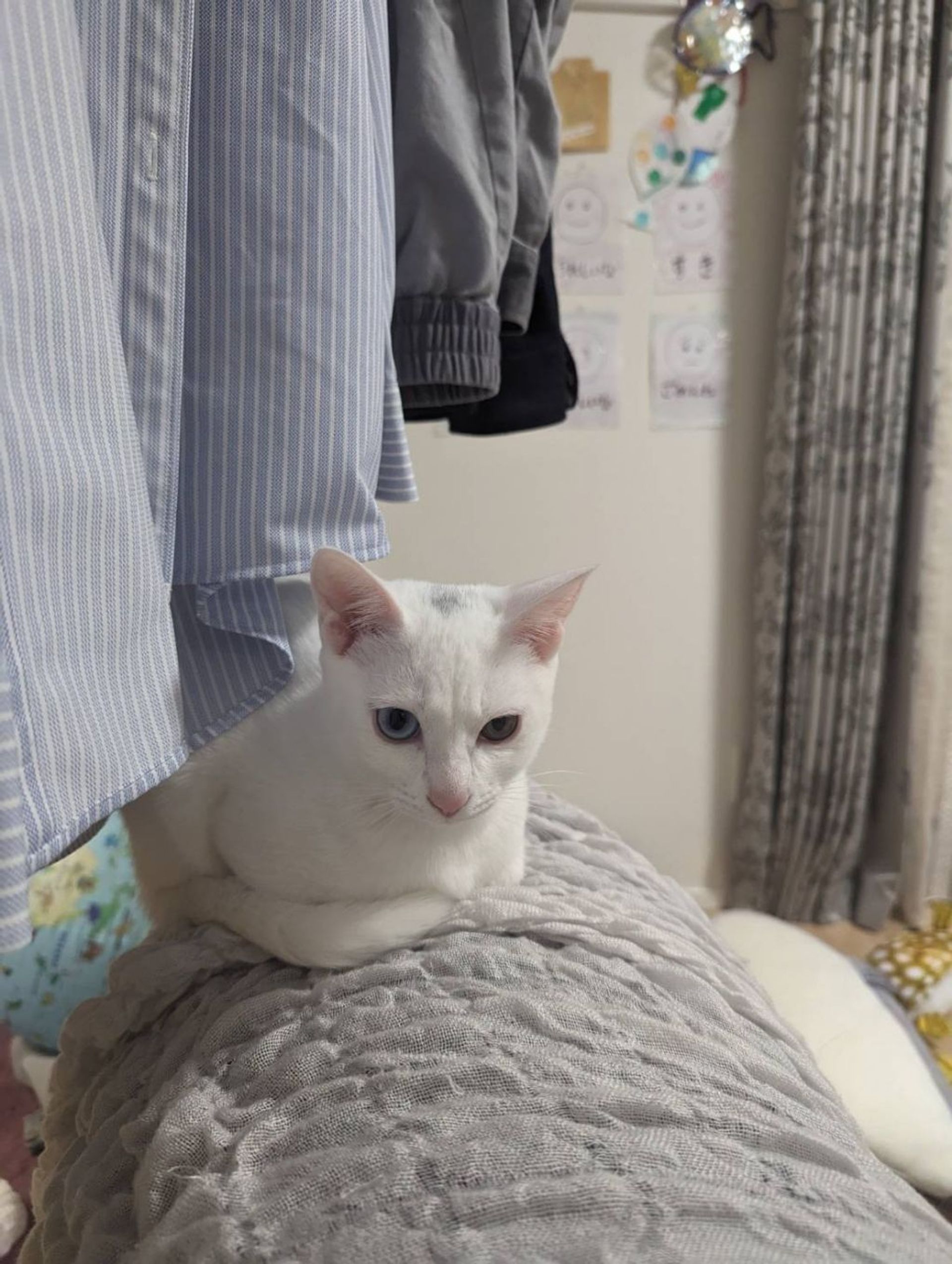 雑種（ミックス猫）・メスの里親募集の写真