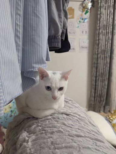 シロタの写真