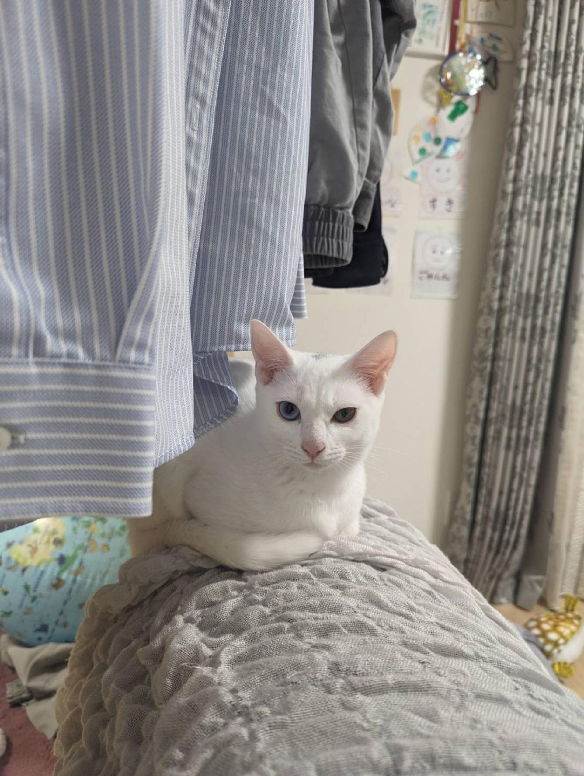 pet-image-2