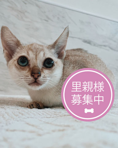 キンモクセイの写真