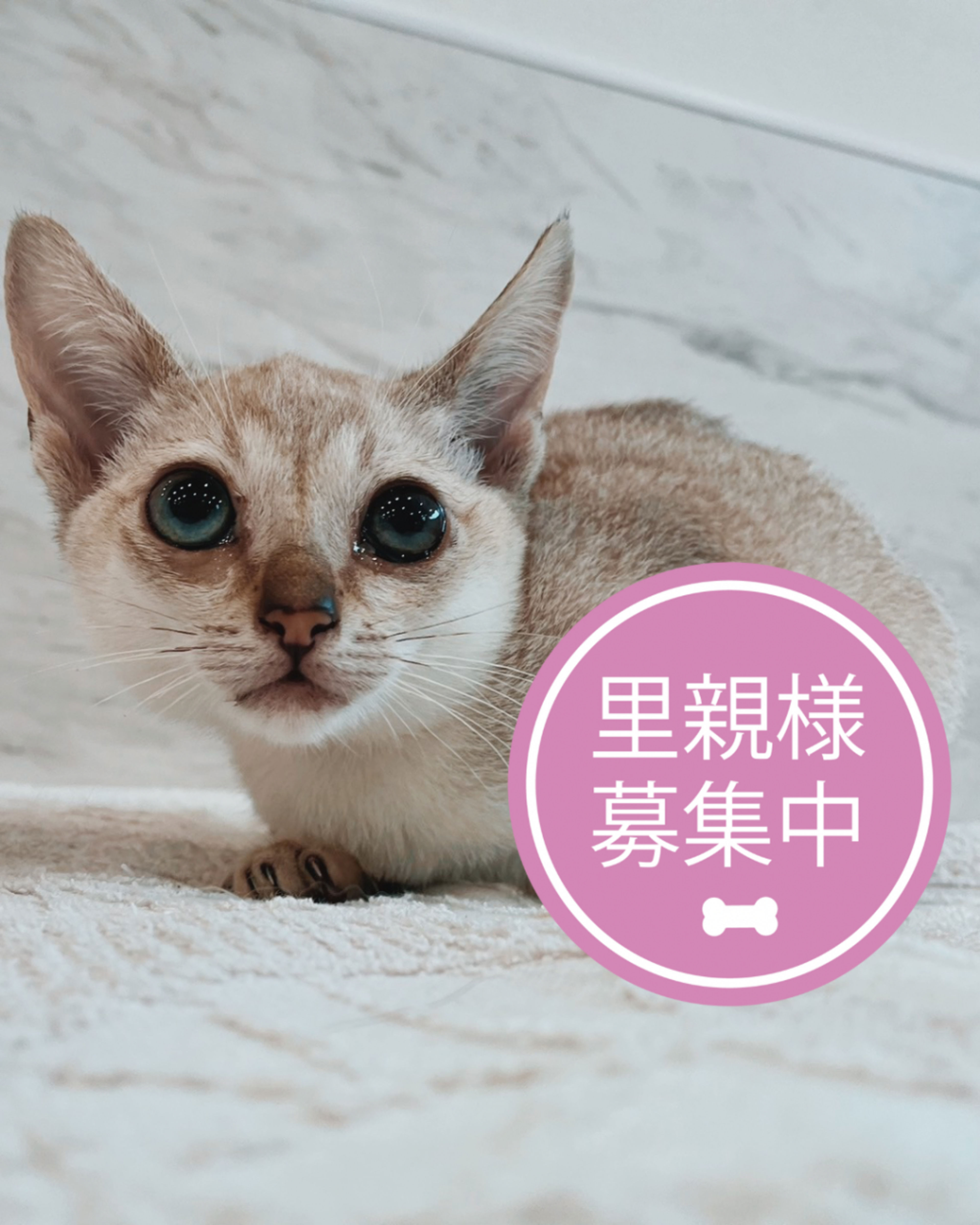 シンガプーラ・オスの里親募集の写真