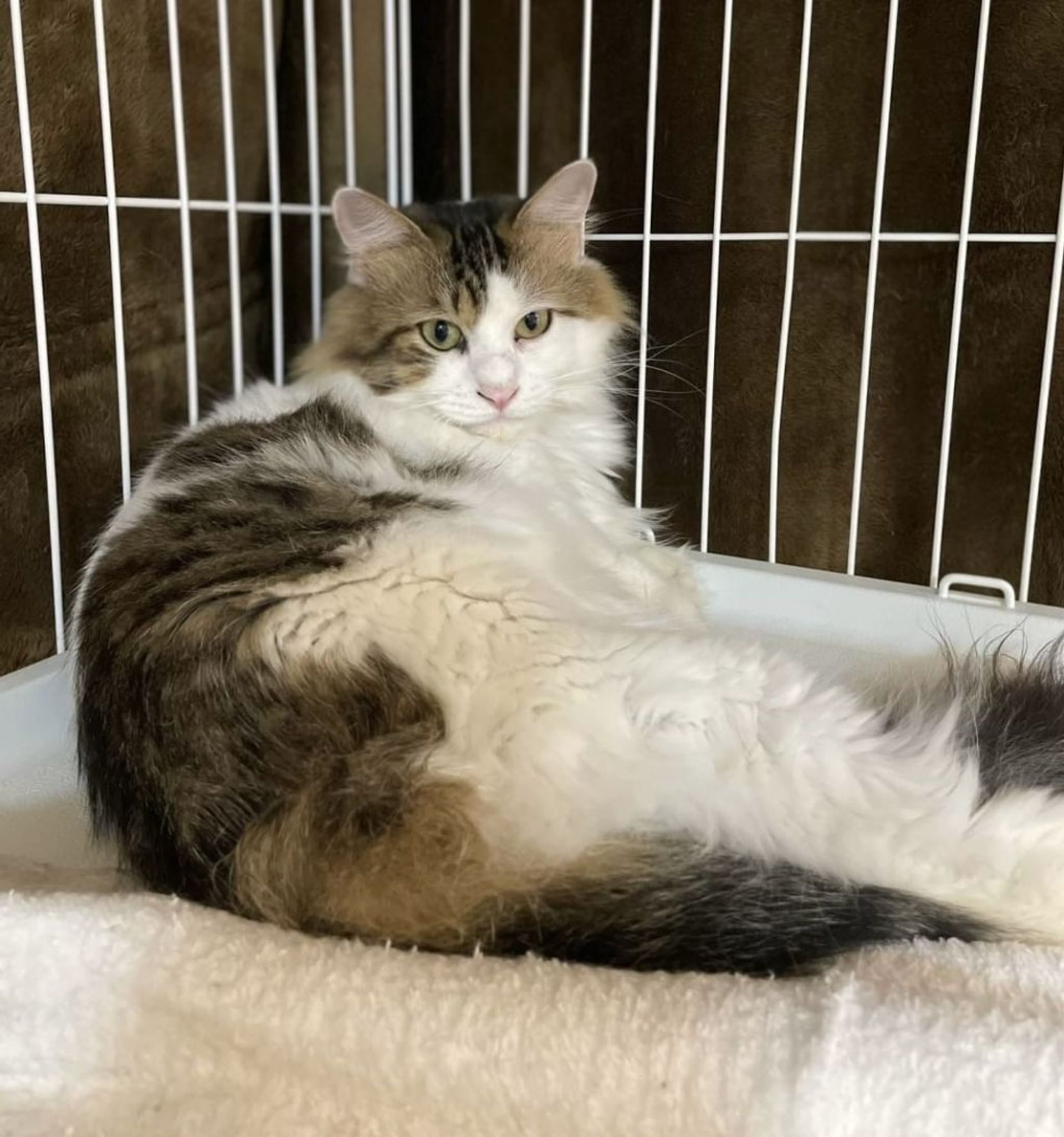 雑種（ミックス猫）・オスの里親募集の写真