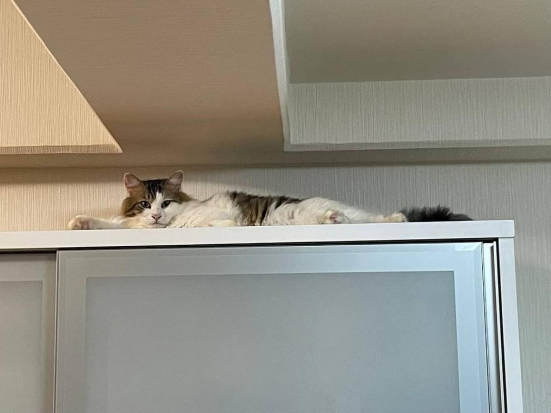 pet-image-3