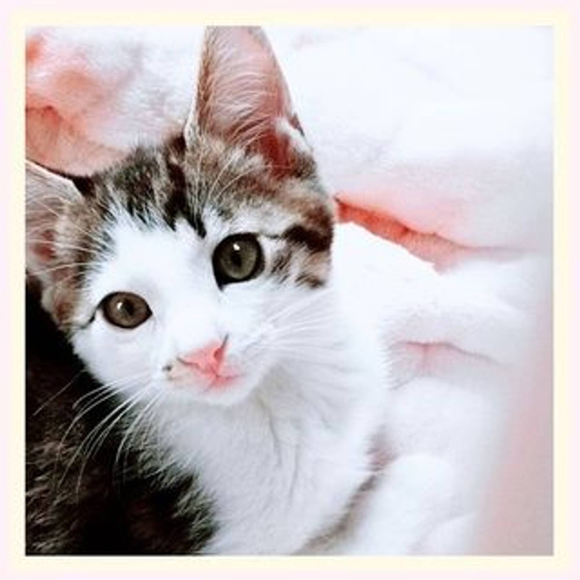 雑種（ミックス猫）・オスの里親募集の写真