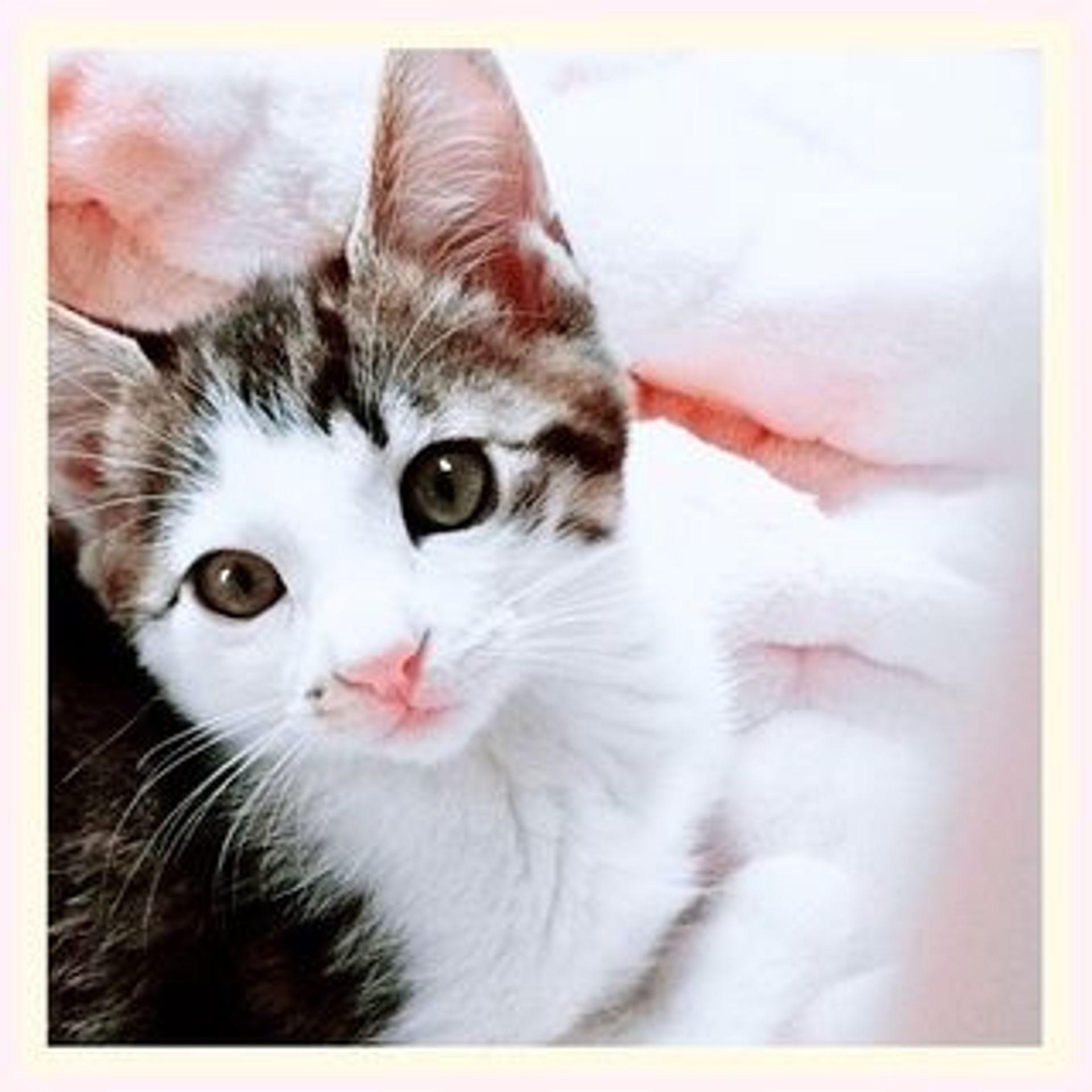 雑種（ミックス猫）・オスの里親募集の写真