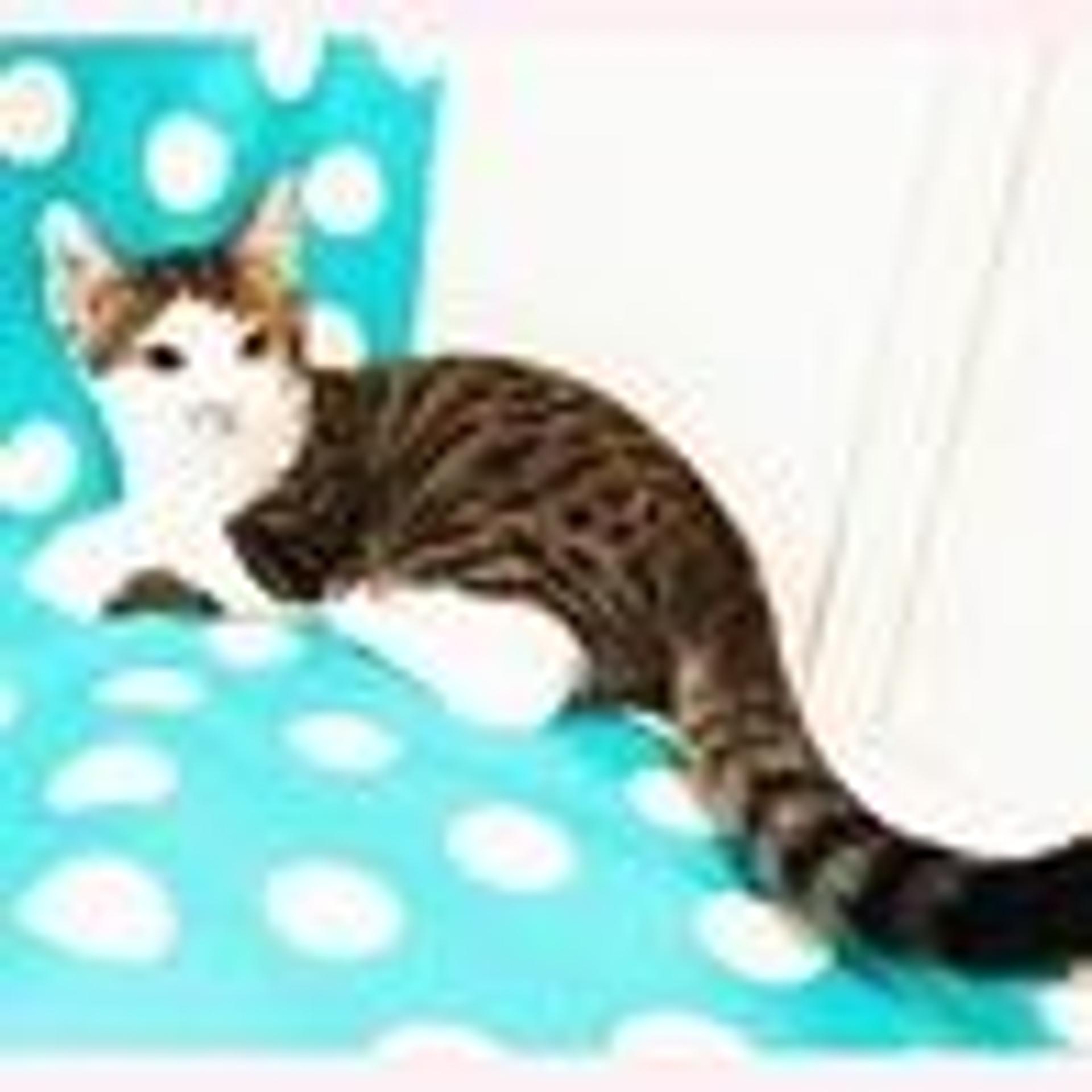 pet-image-2