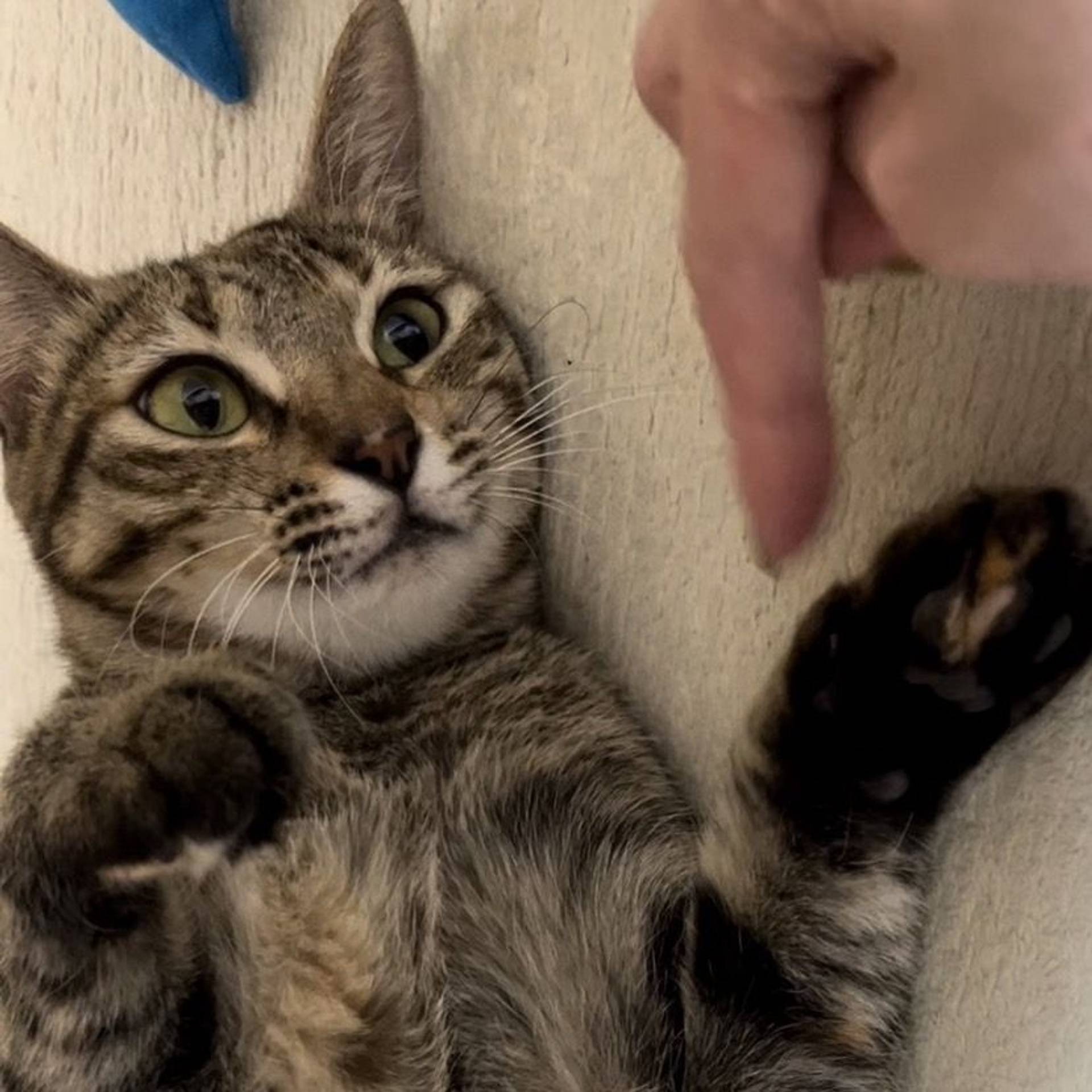 雑種（ミックス猫）・メスの里親募集の写真