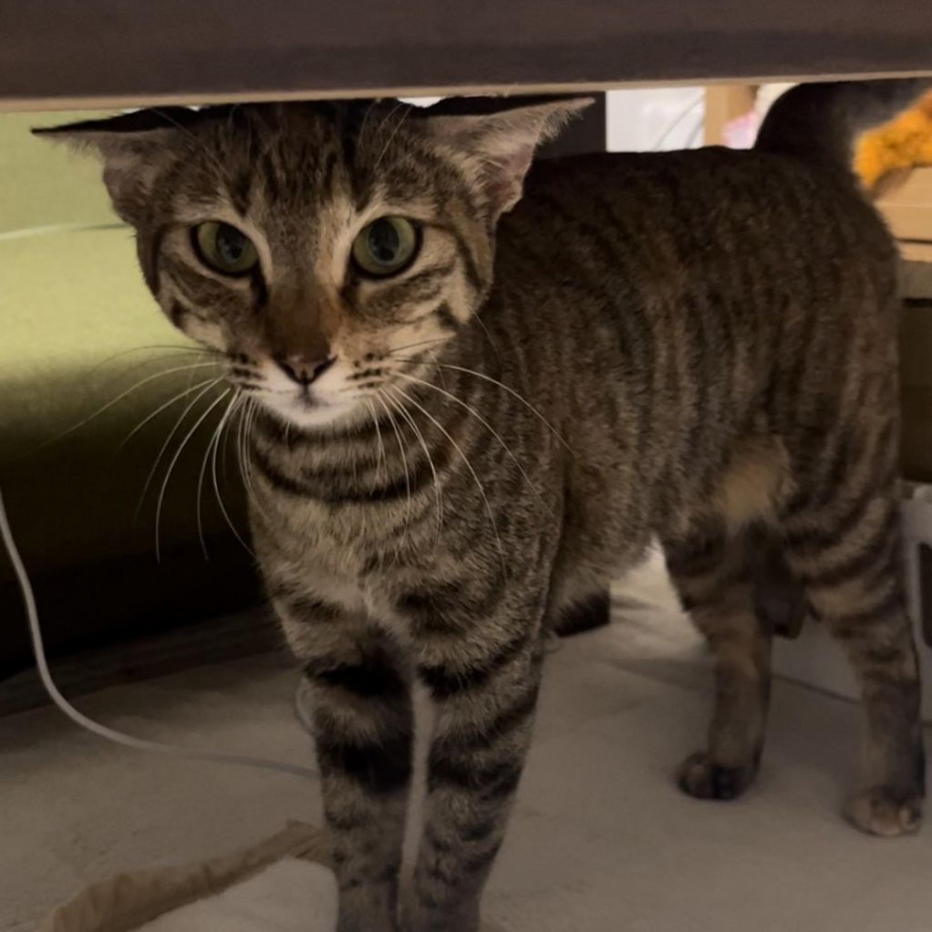 pet-image-6