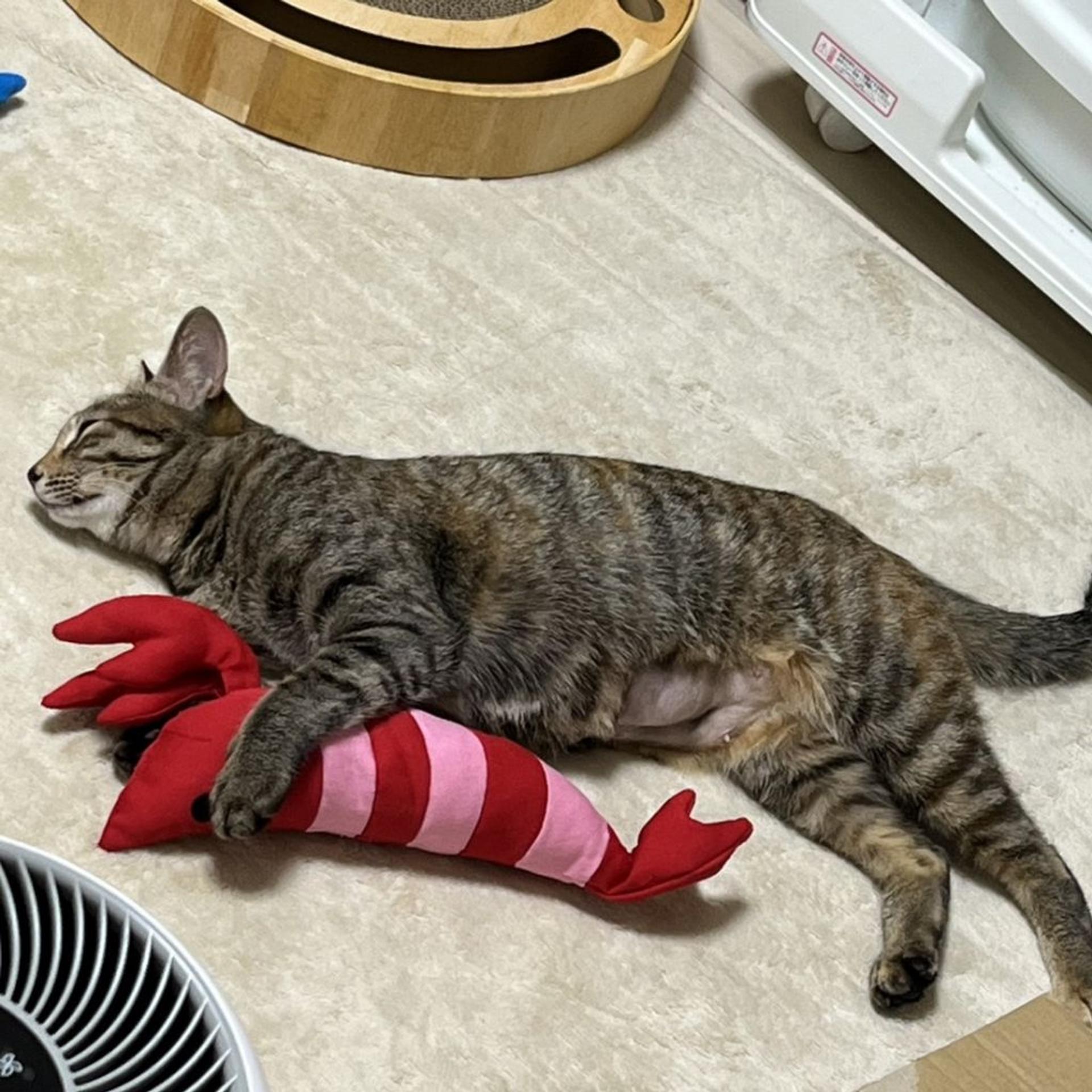 pet-image-7