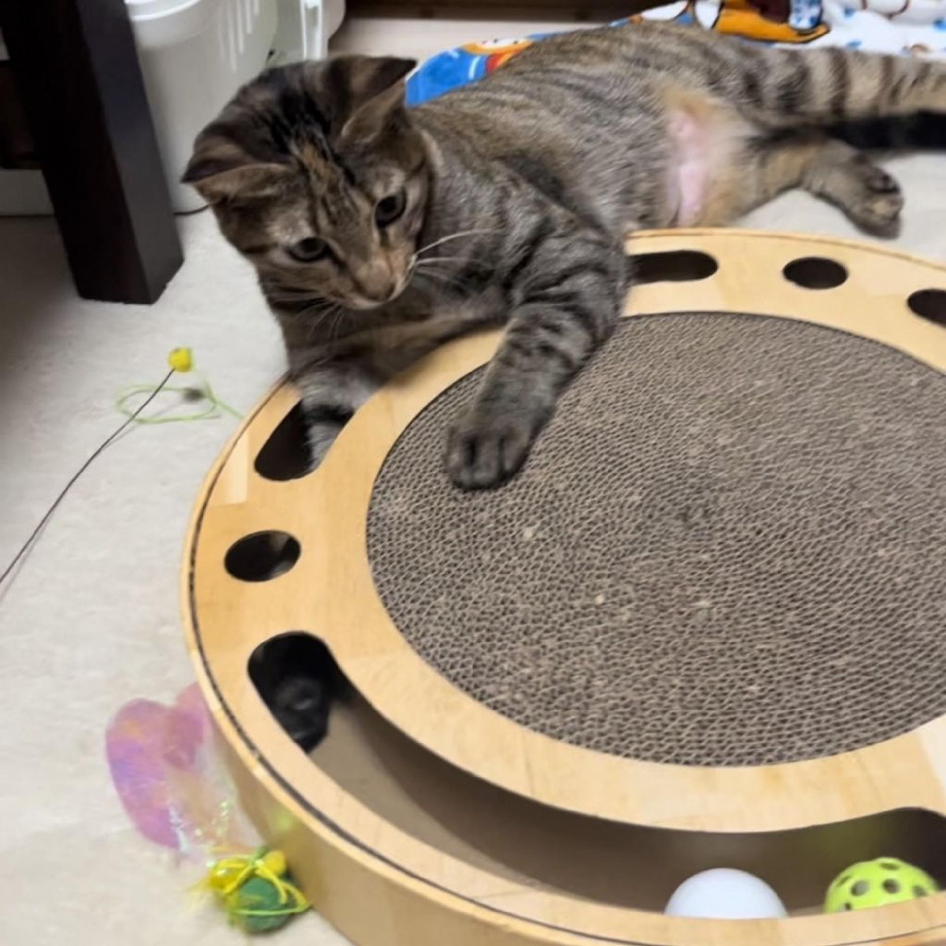 pet-image-8