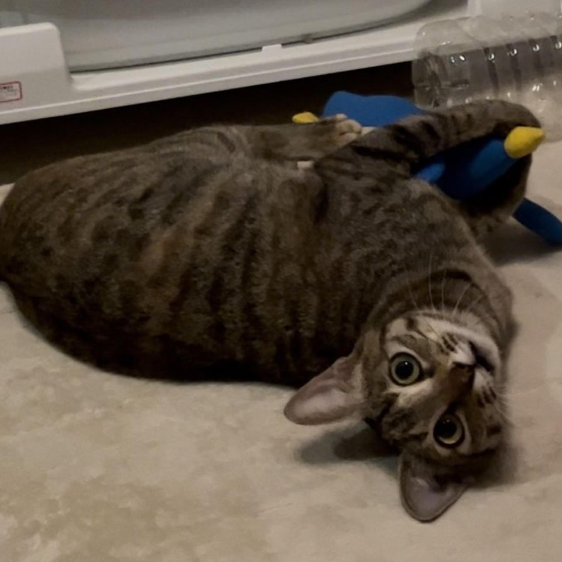 pet-image-9