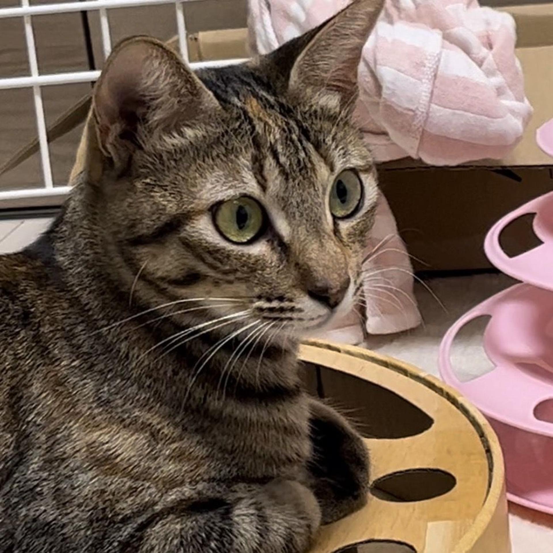 pet-image-3