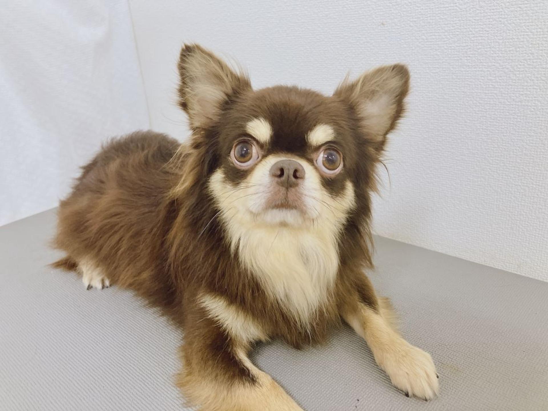 pet-image-2