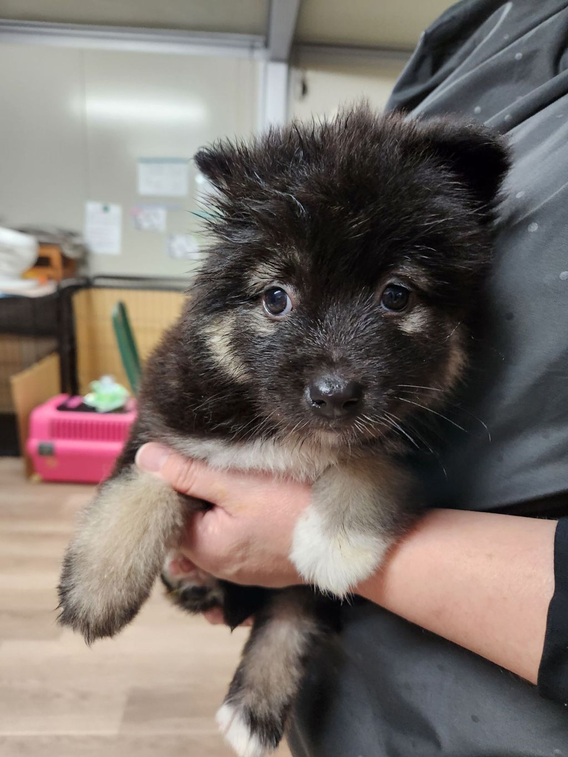 雑種（ミックス犬）・オスの里親募集の写真