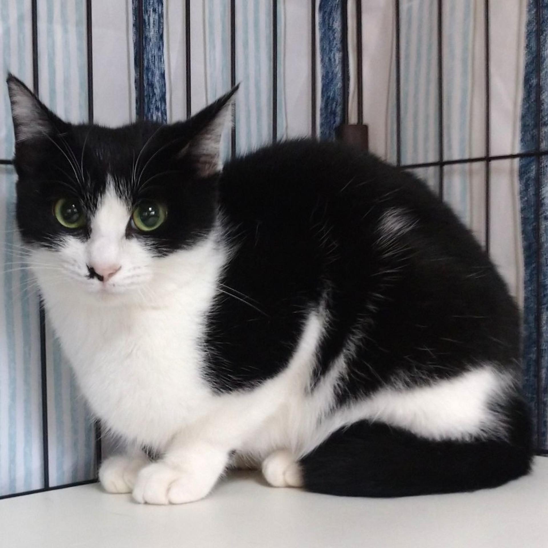 pet-image-4