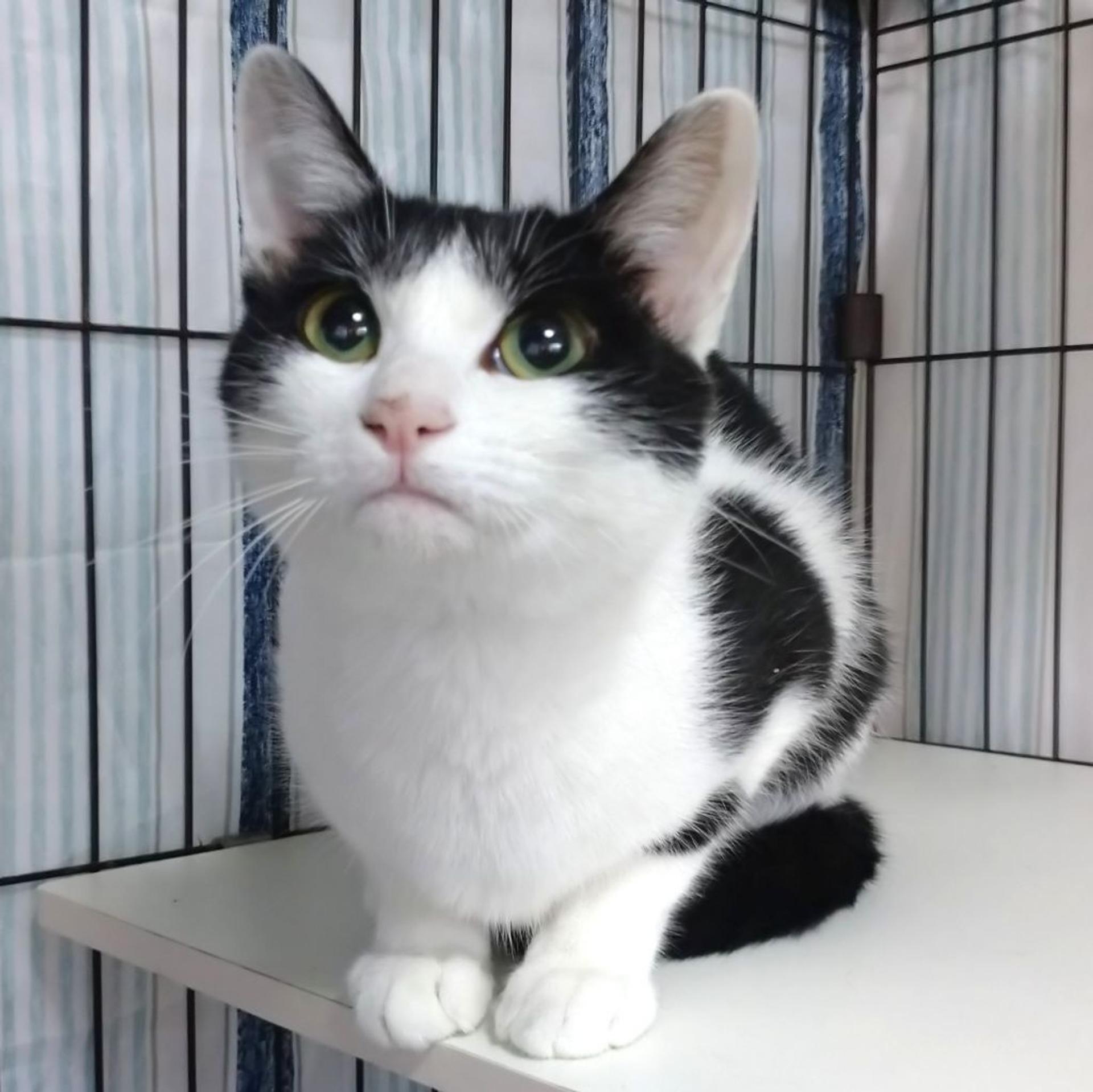 pet-image-5