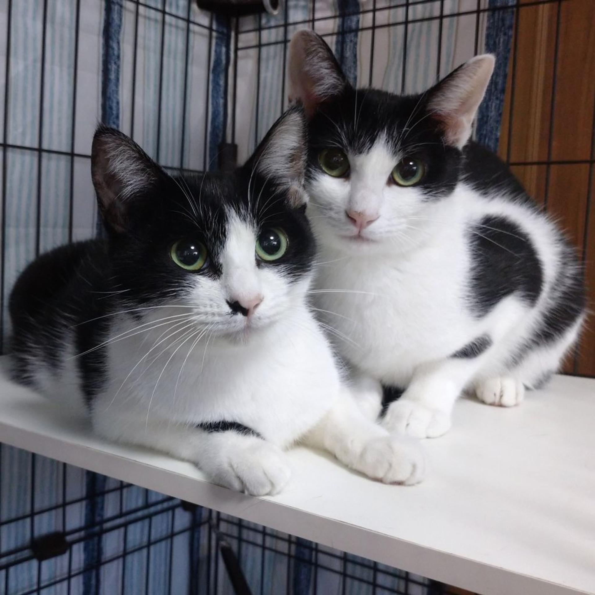 pet-image-9