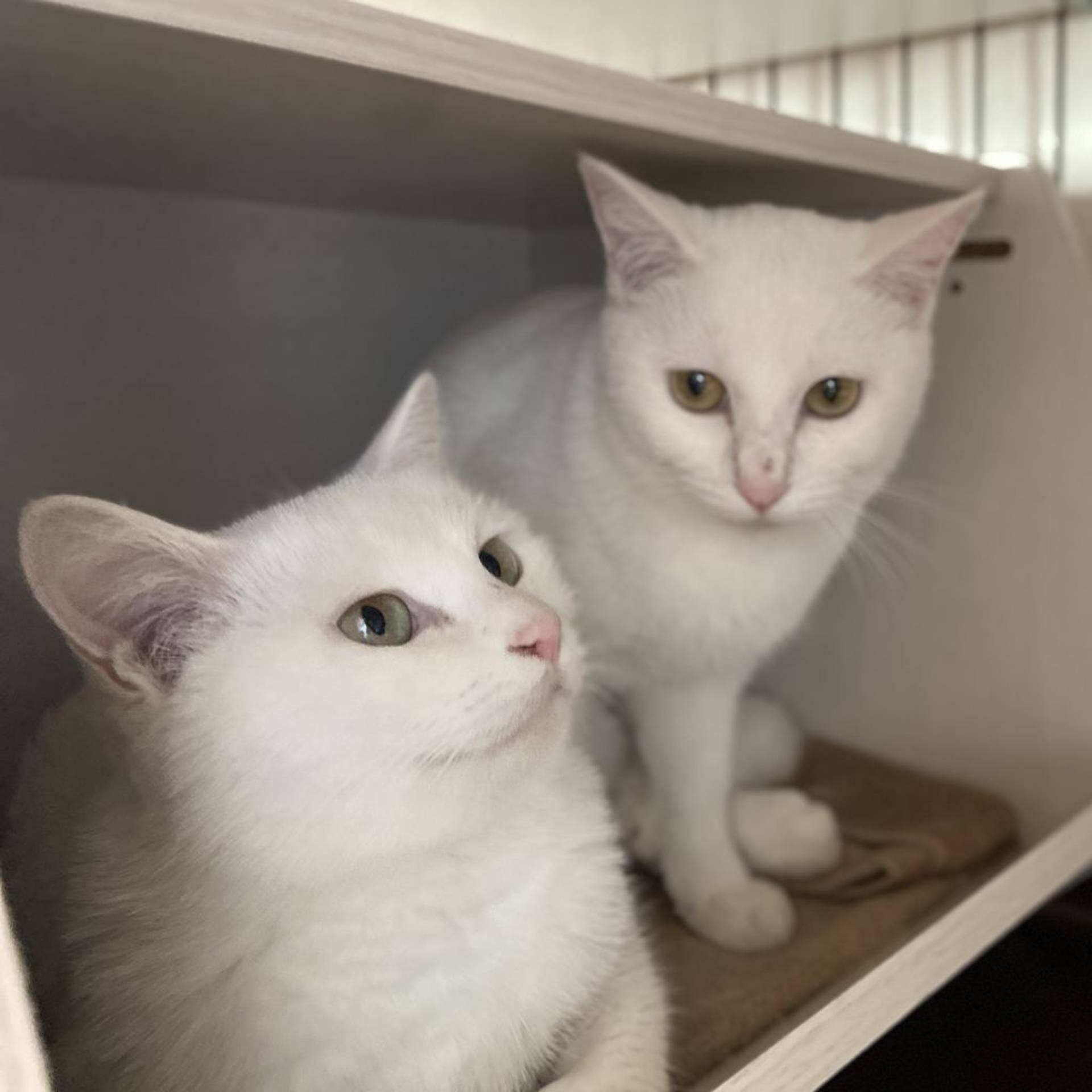 雑種（ミックス猫）・メスの里親募集の写真
