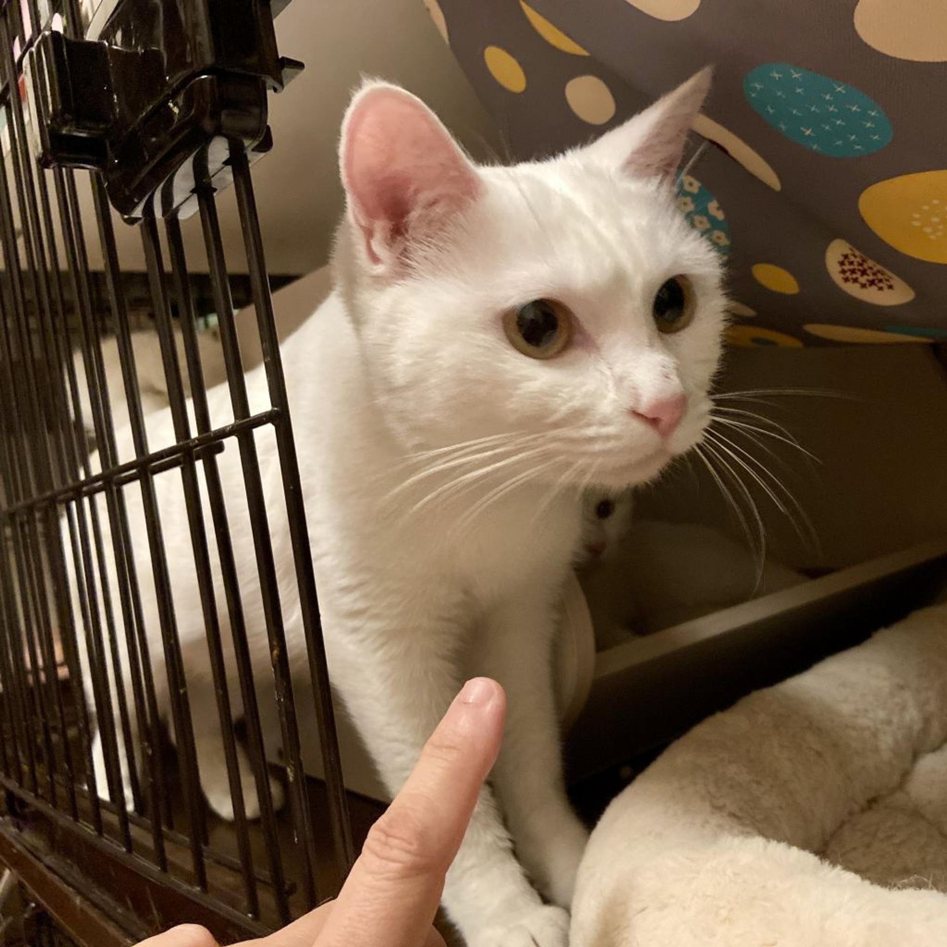 pet-image-3