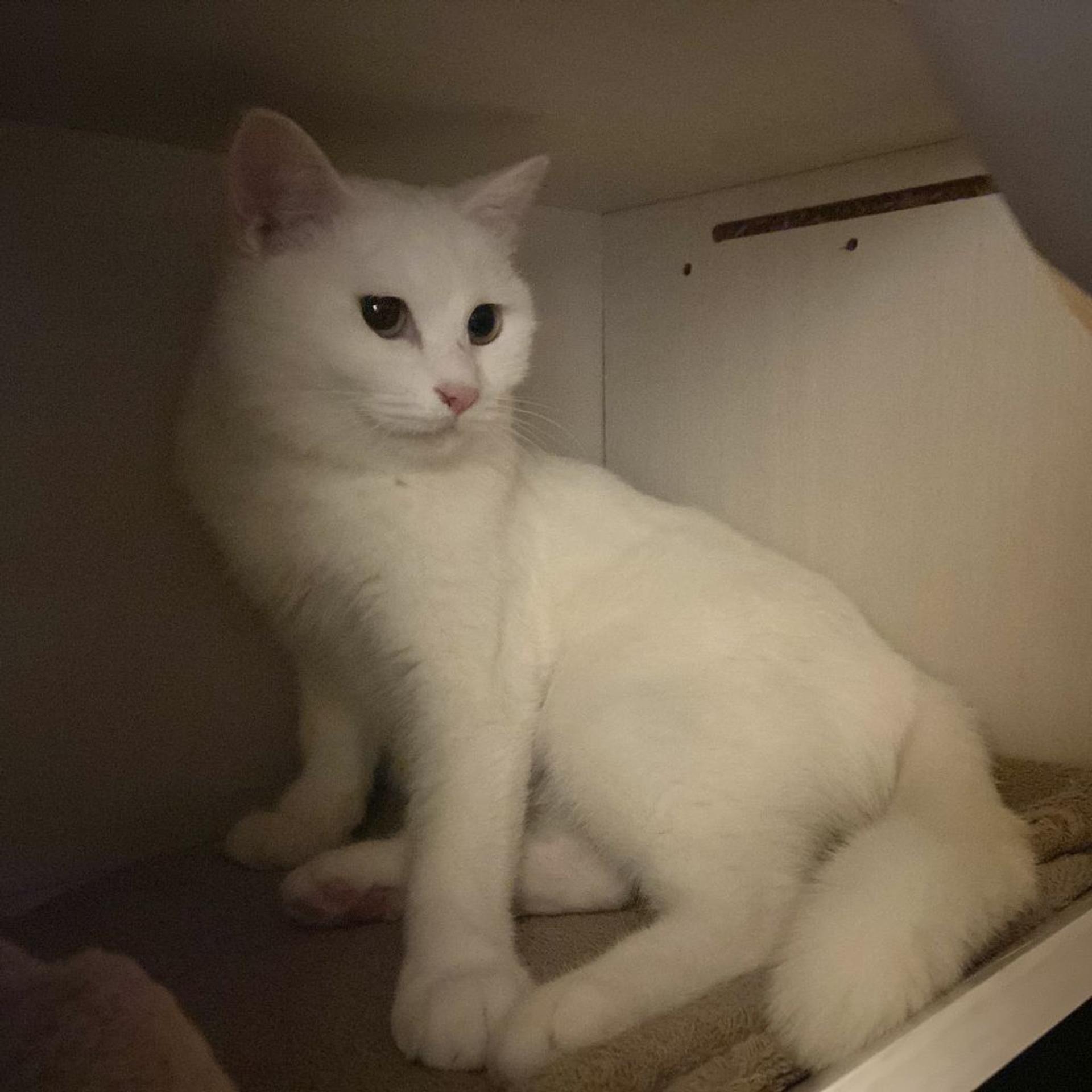 pet-image-7