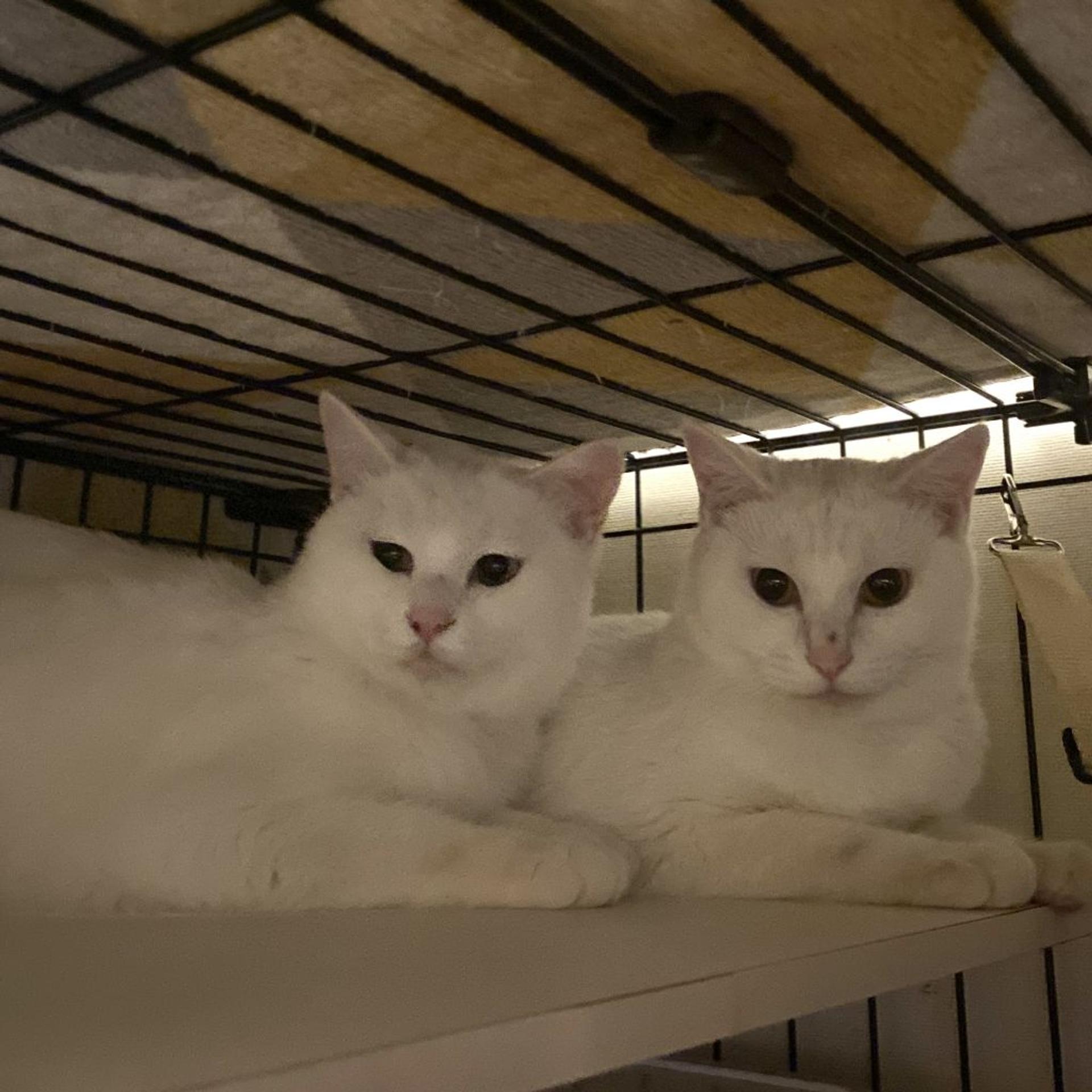 pet-image-8