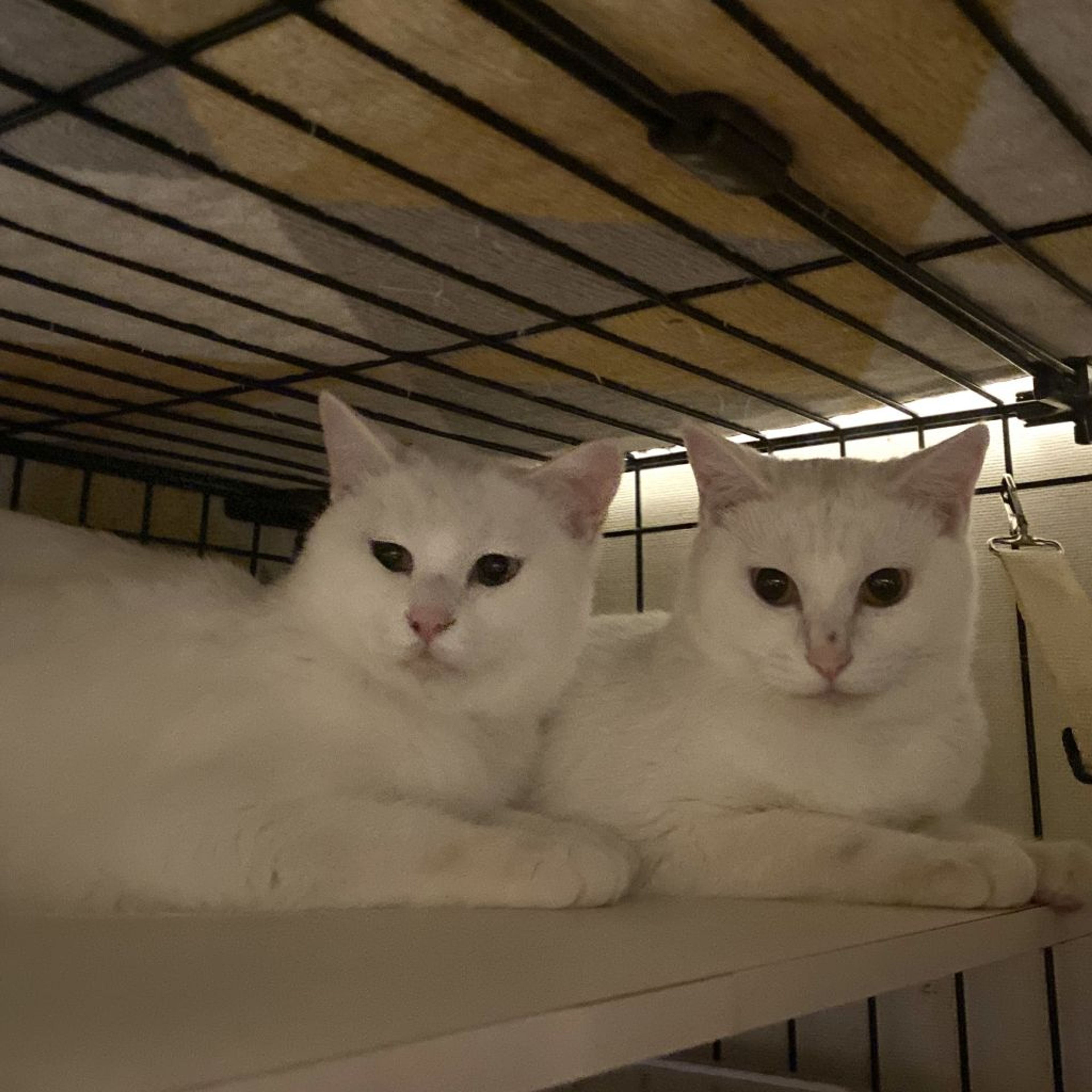 pet-image-8