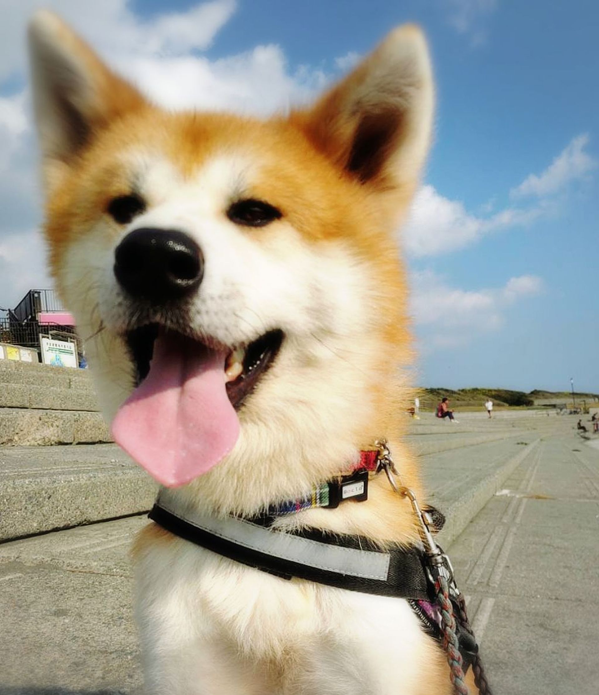 秋田犬・オスの里親募集の写真