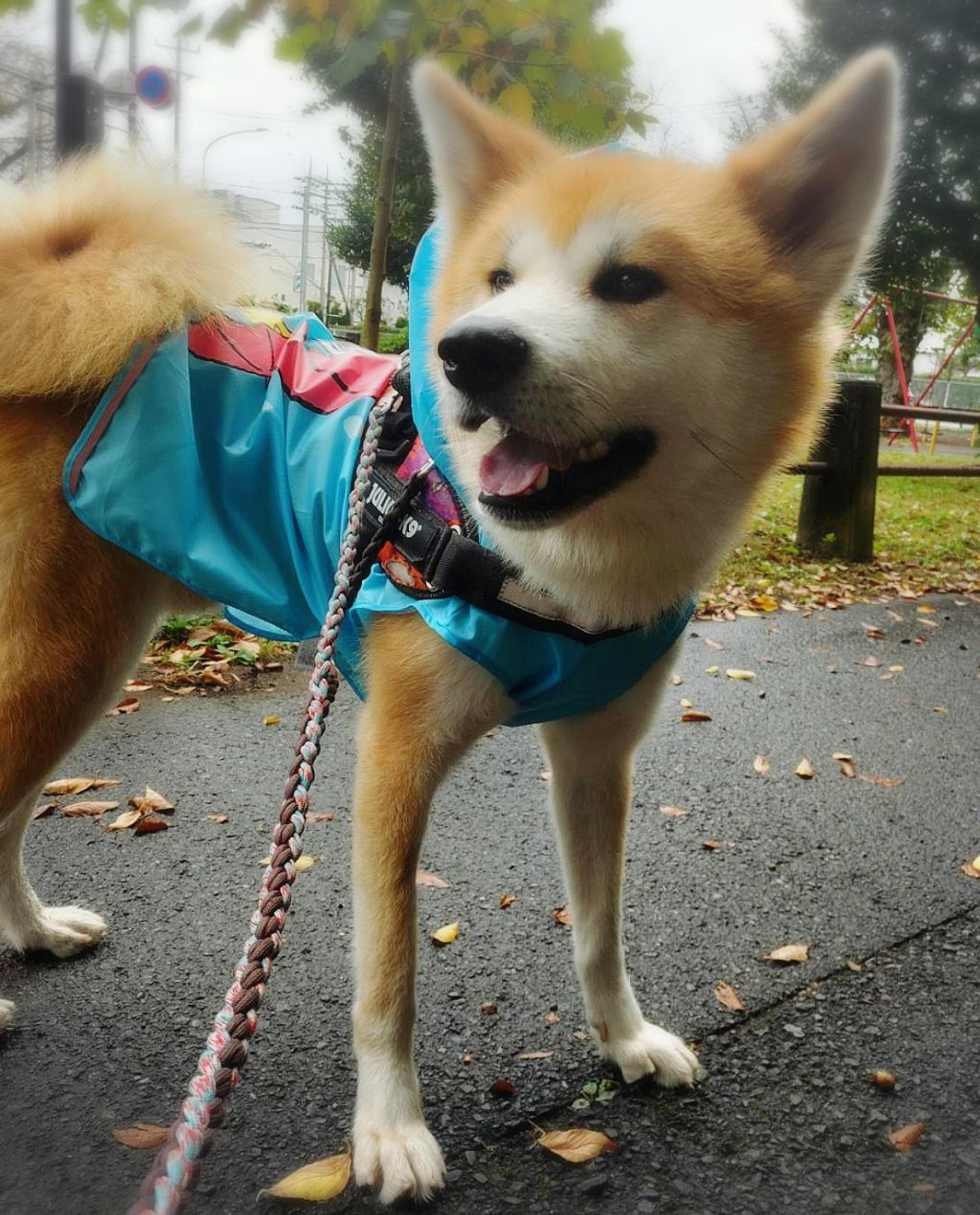 pet-image-3