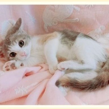 ぱすの写真