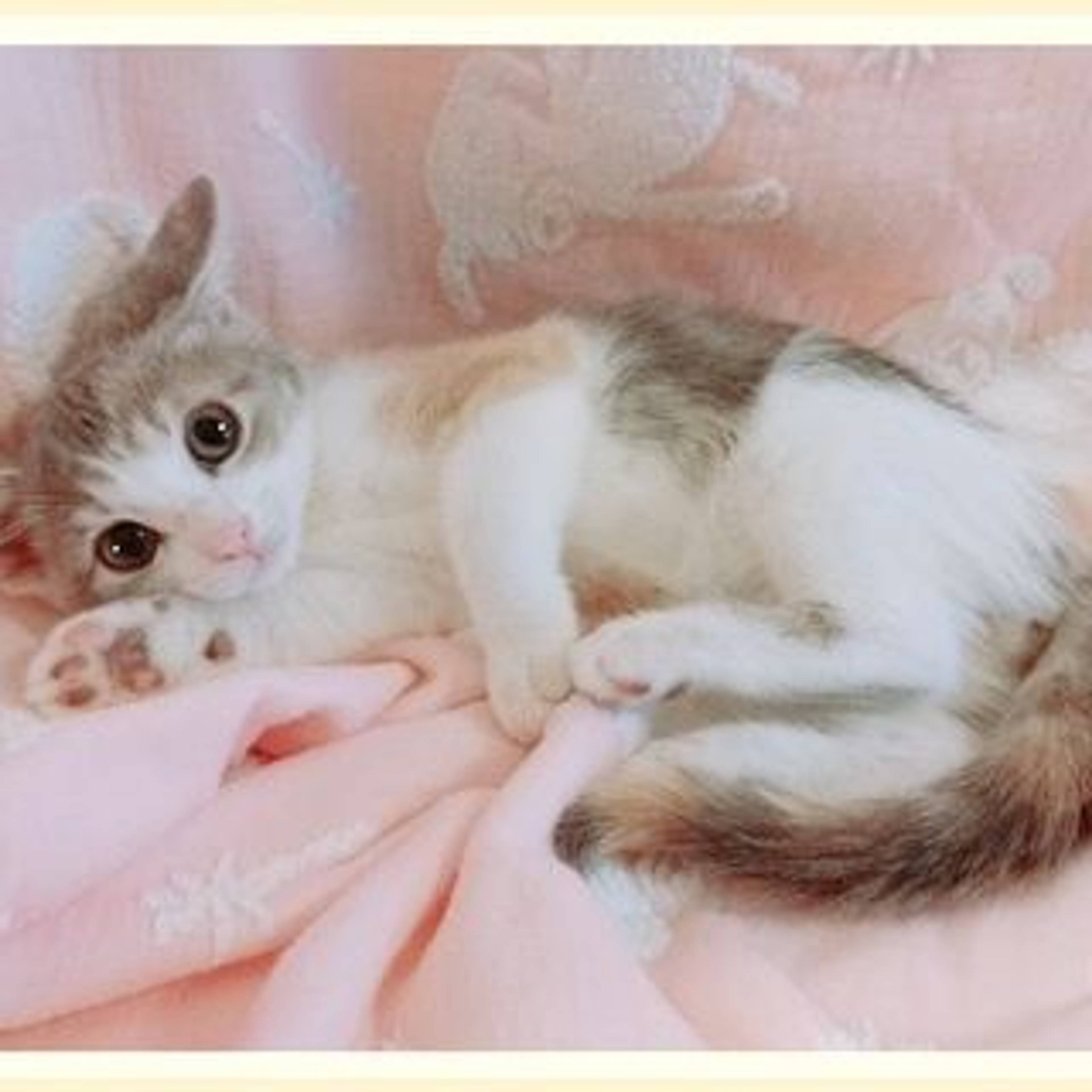 雑種（ミックス猫）・メスの里親募集の写真