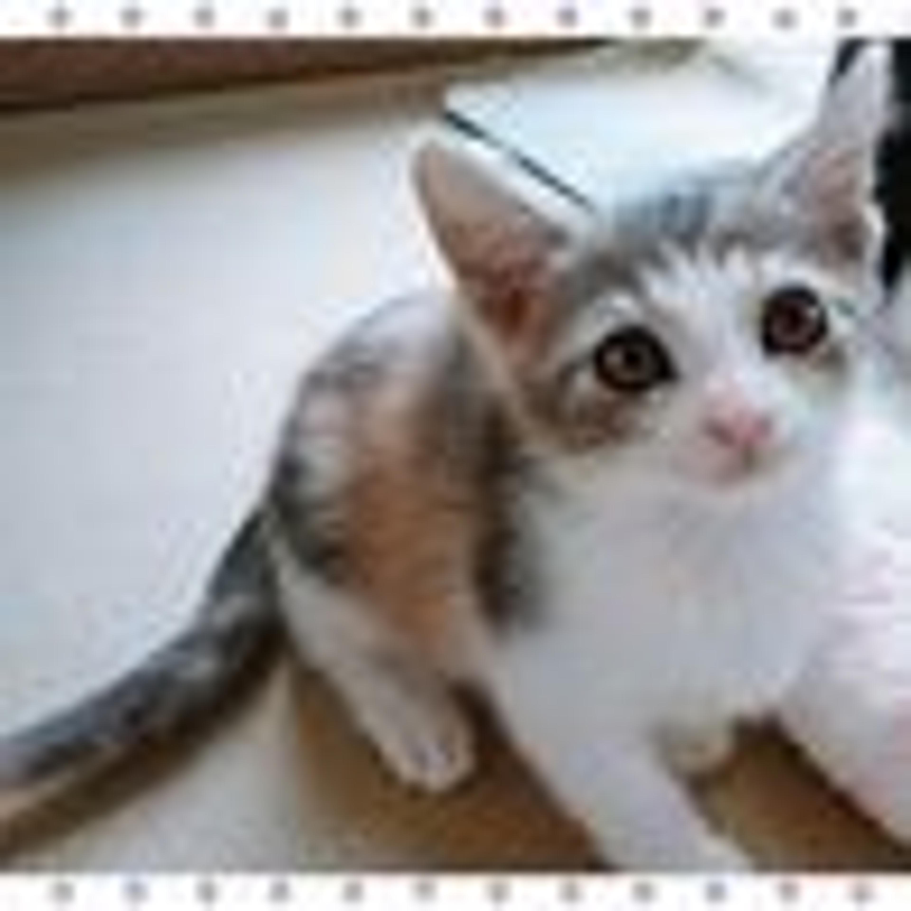 pet-image-3