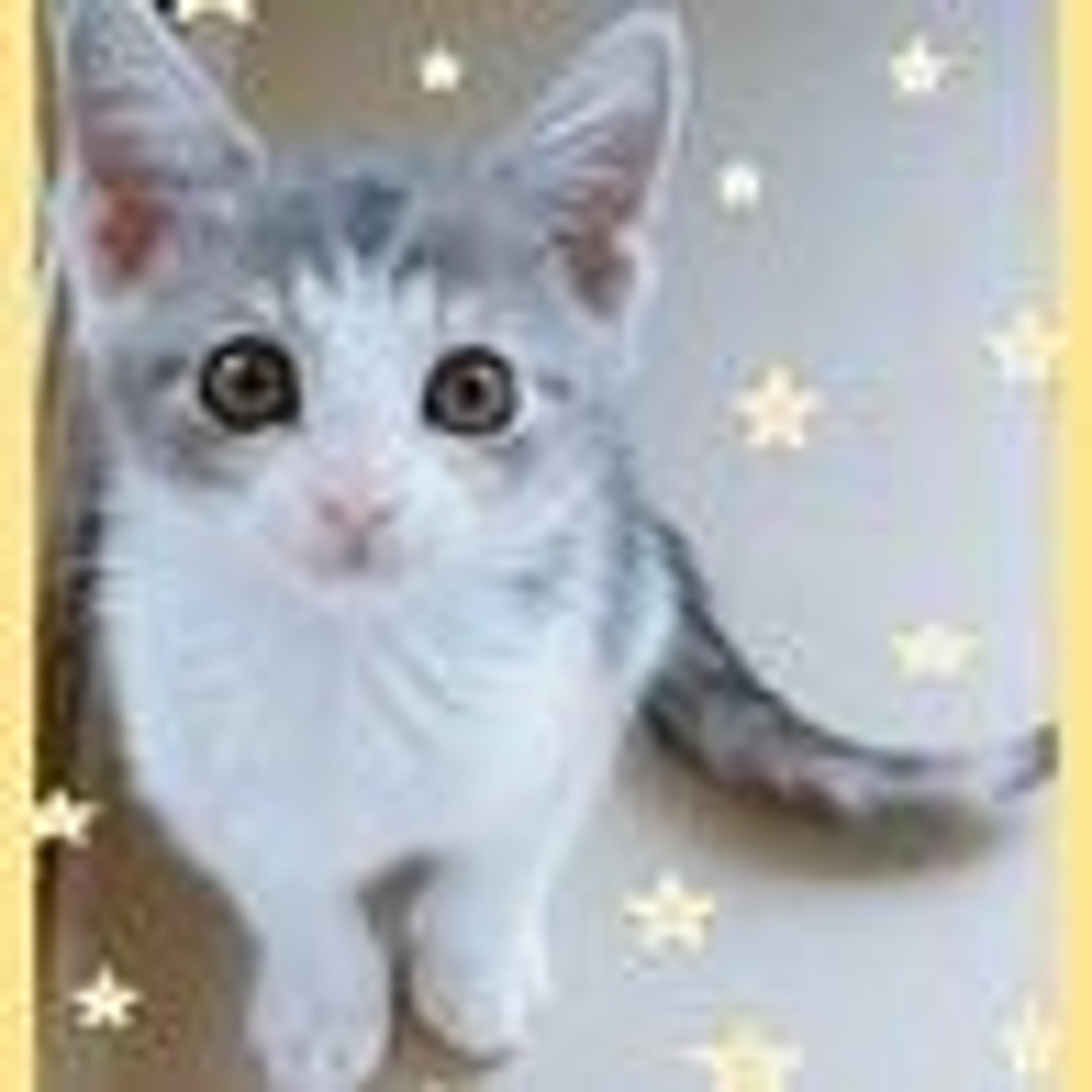 pet-image-4