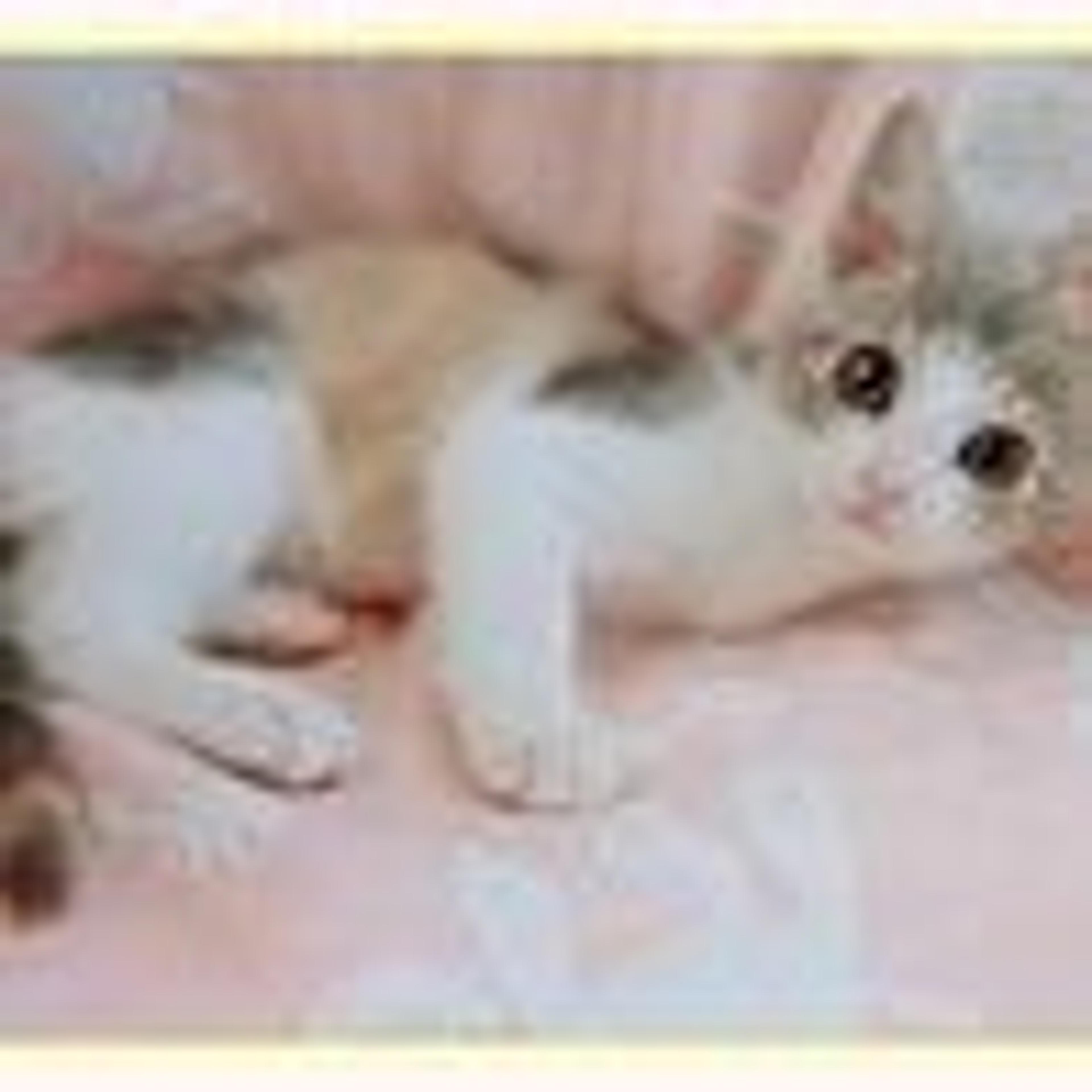 pet-image-6