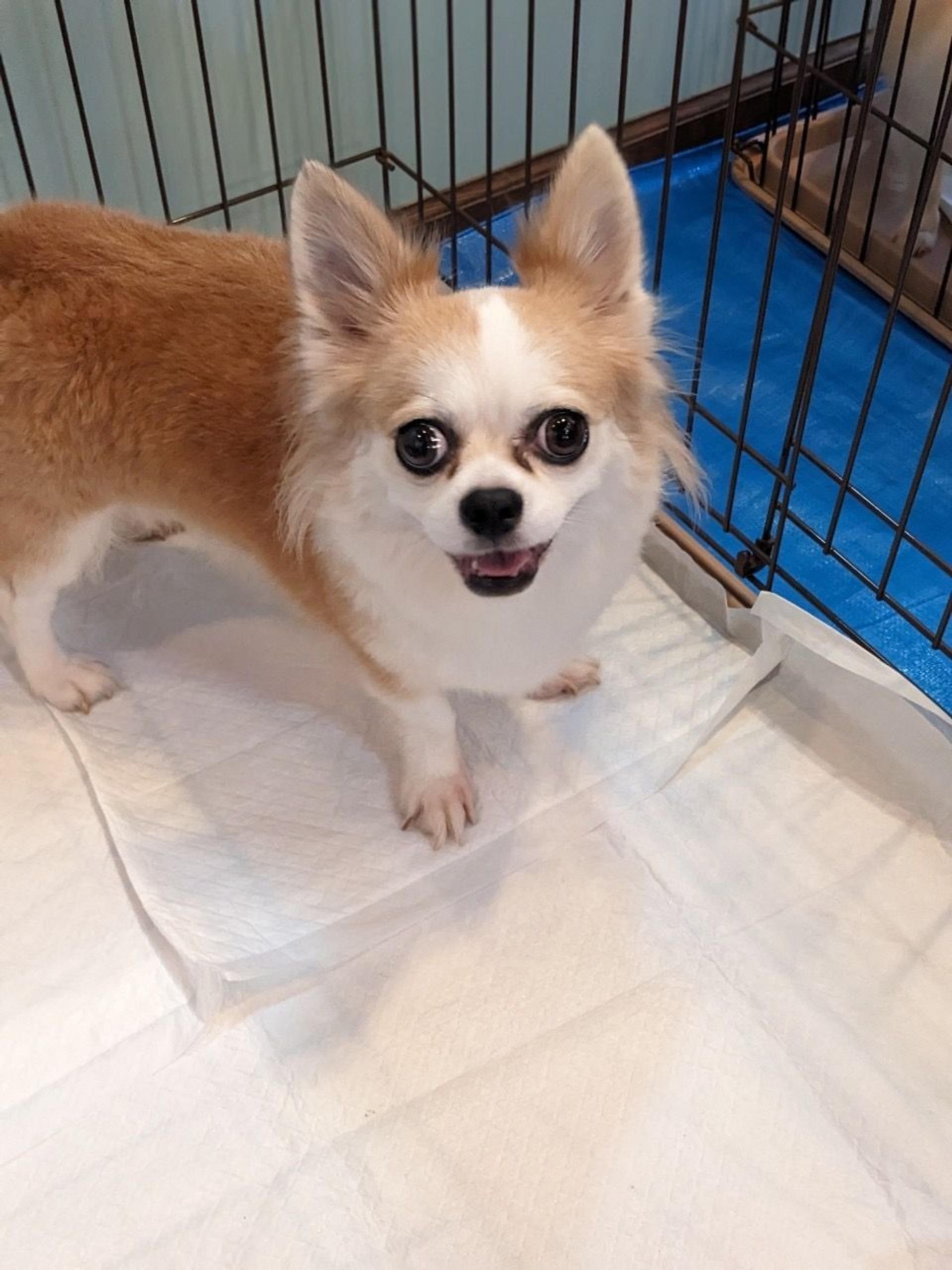 pet-image-4