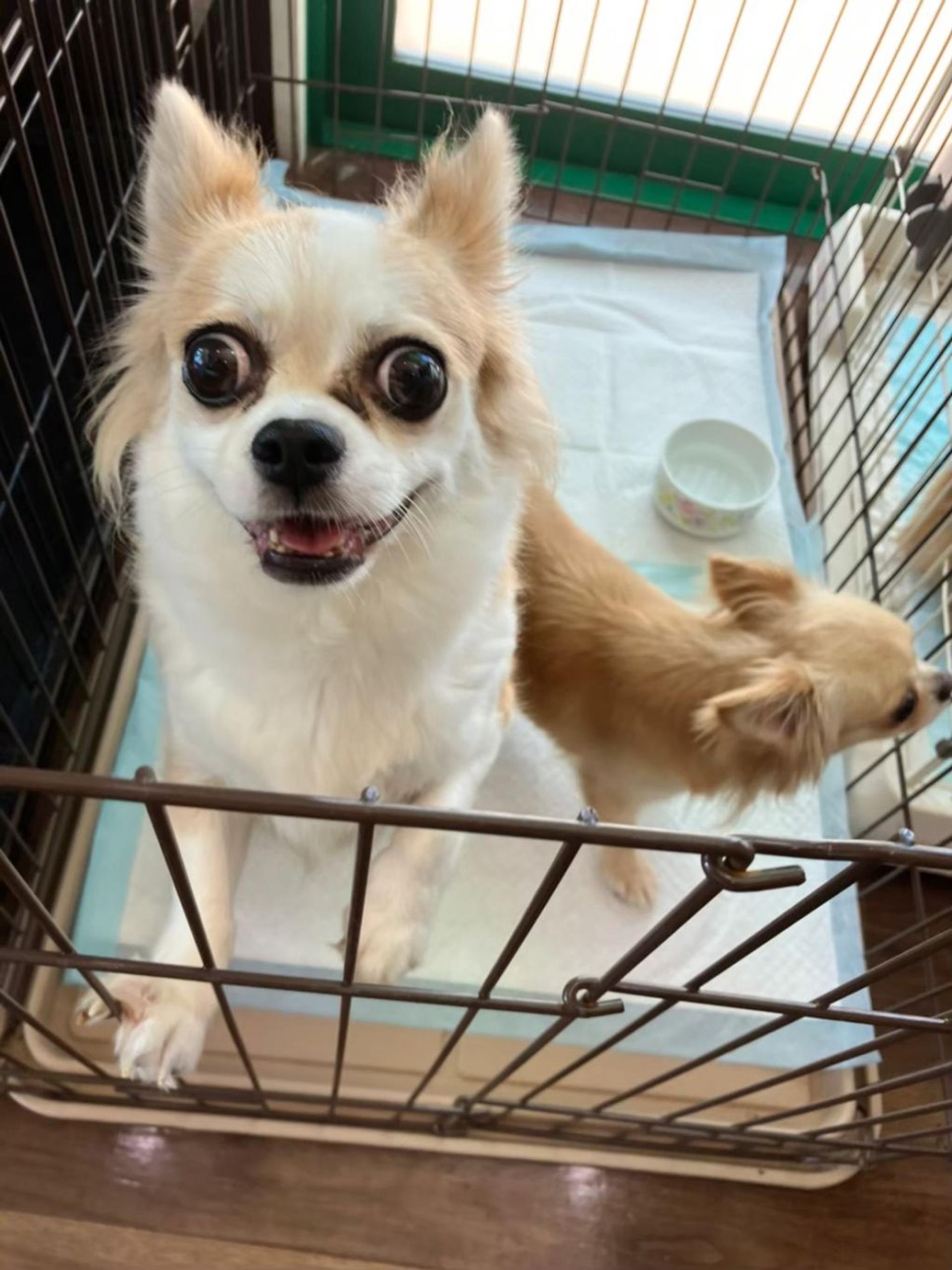 pet-image-6
