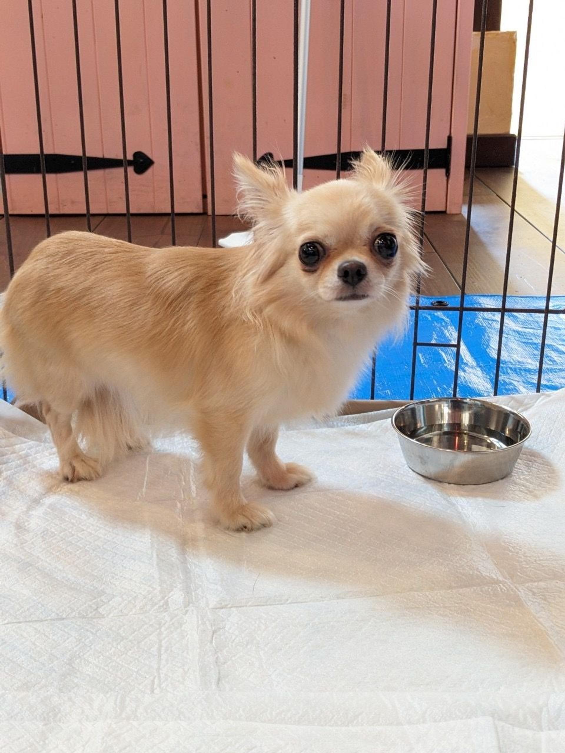 pet-image-2