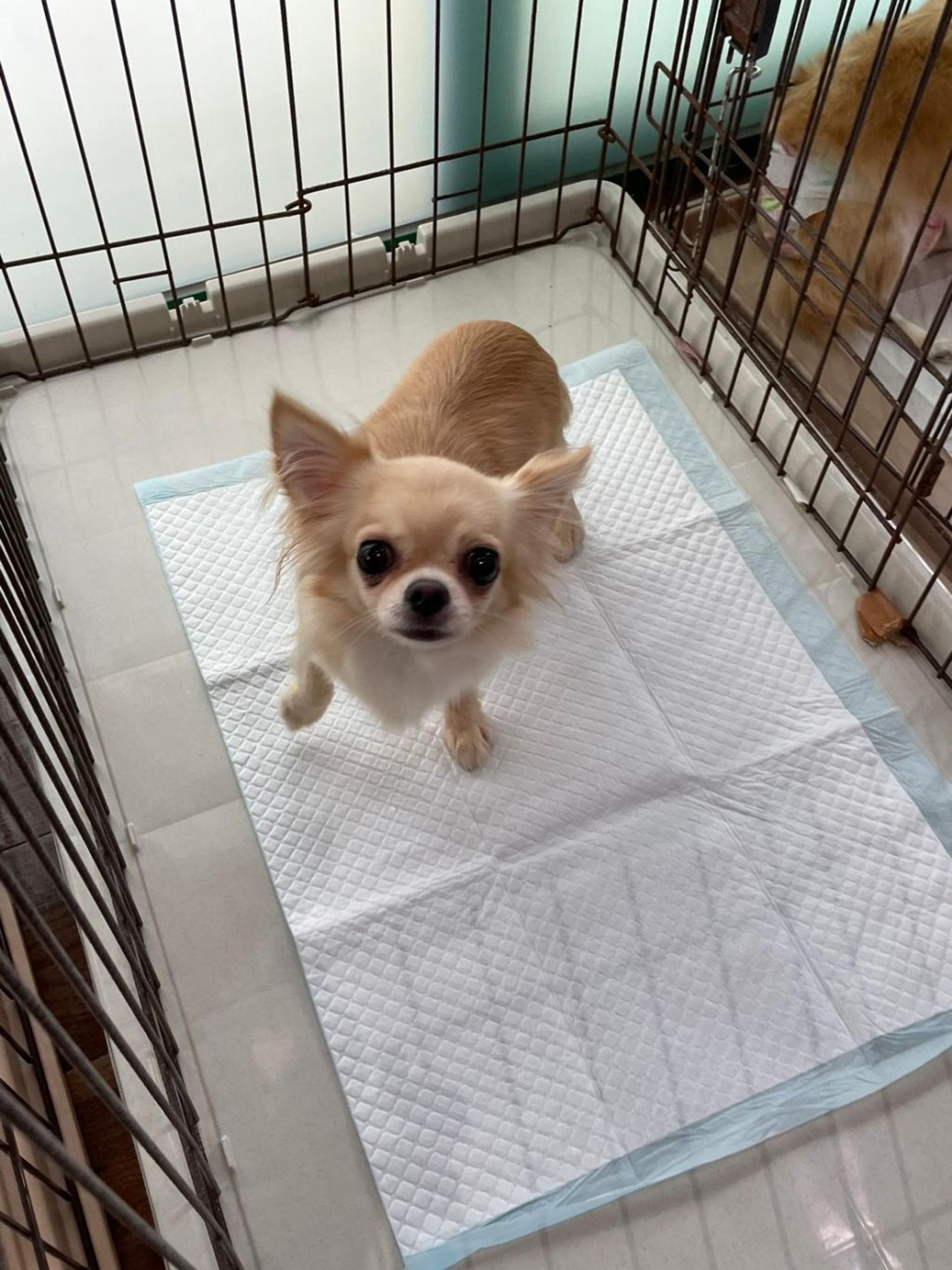 pet-image-3