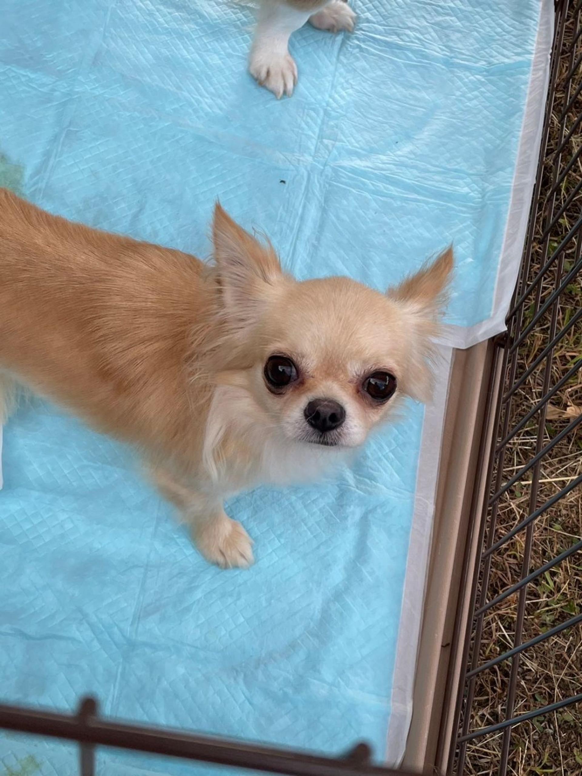 pet-image-4