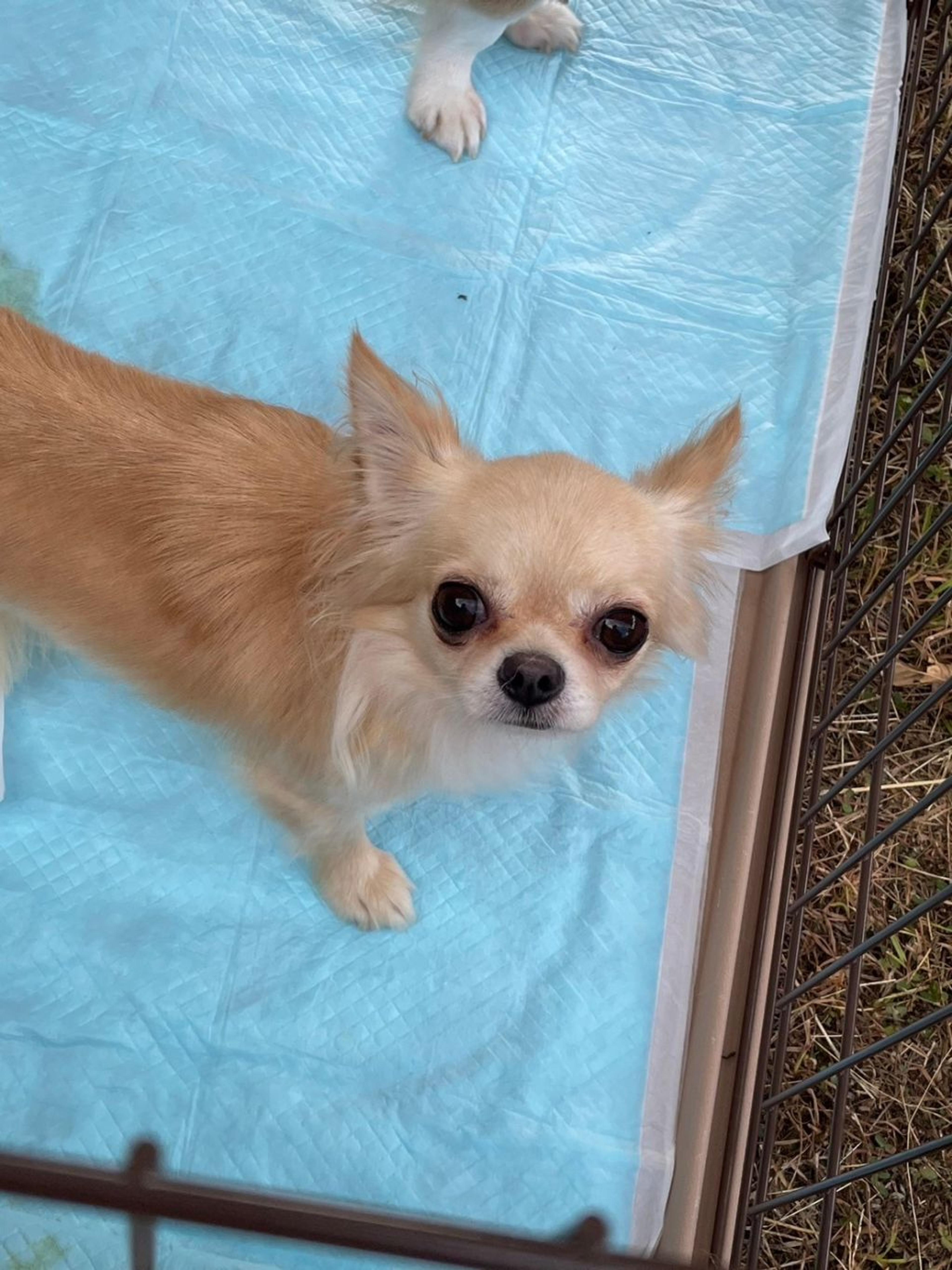 pet-image-4