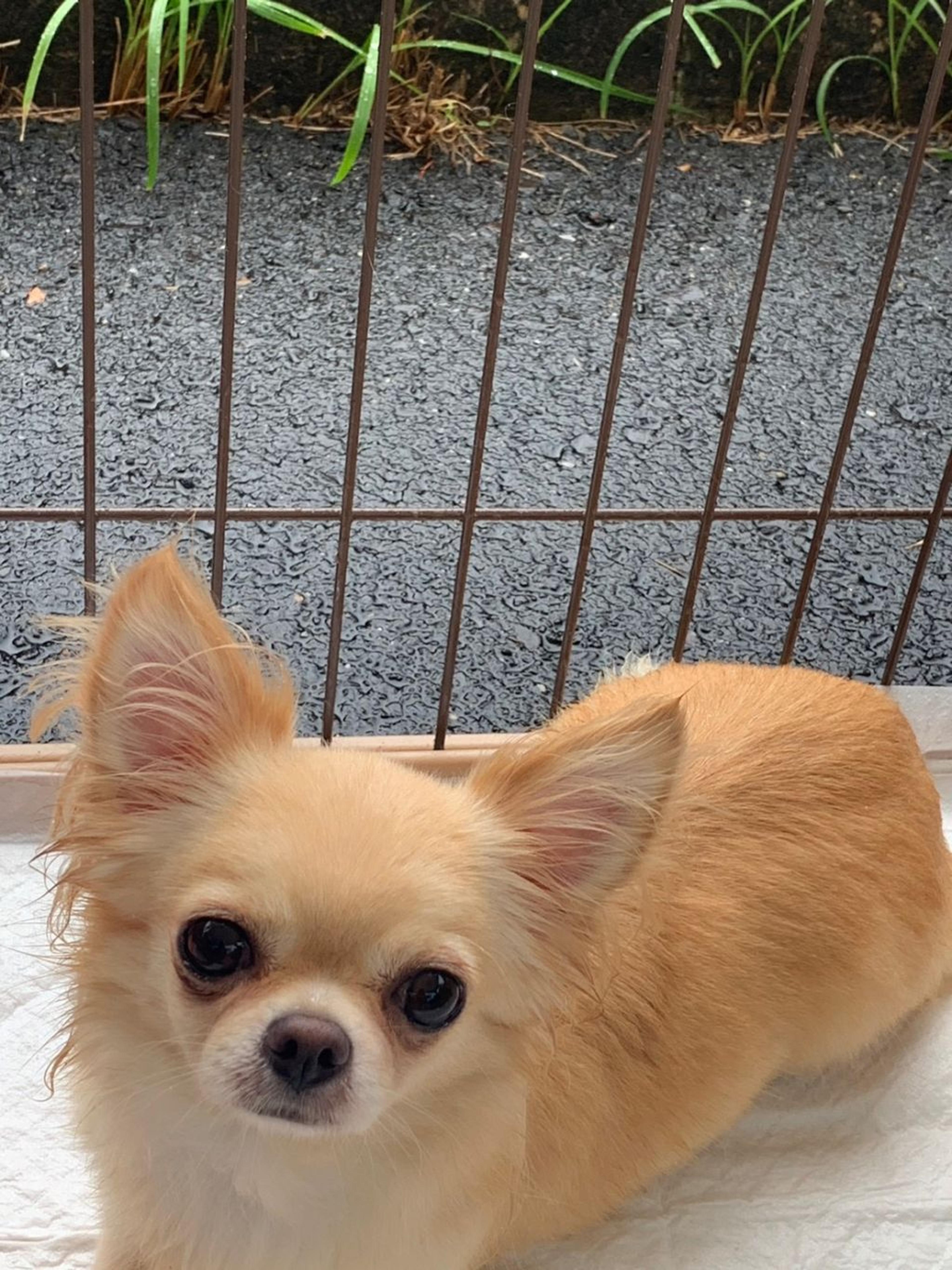 pet-image-5