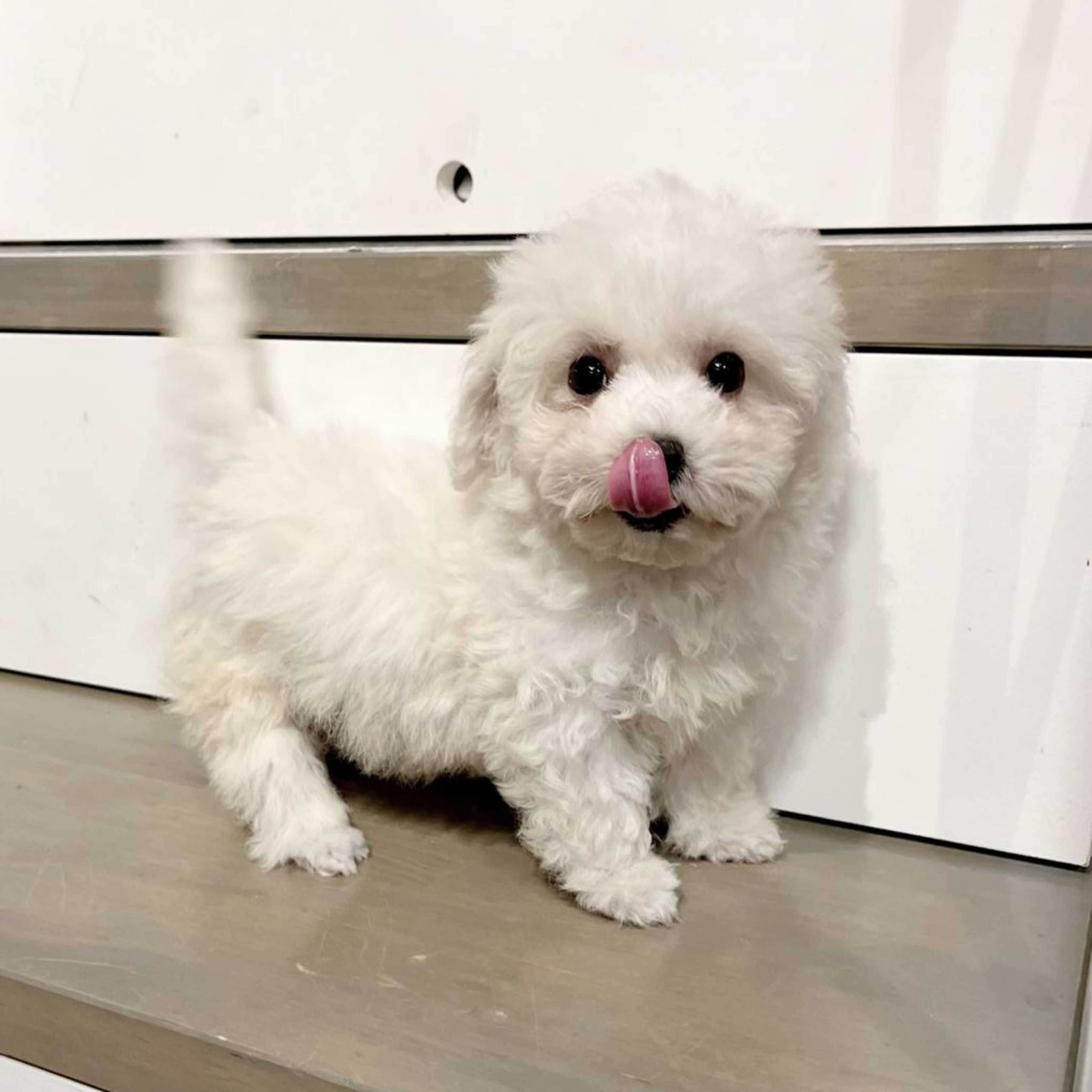 pet-image-3
