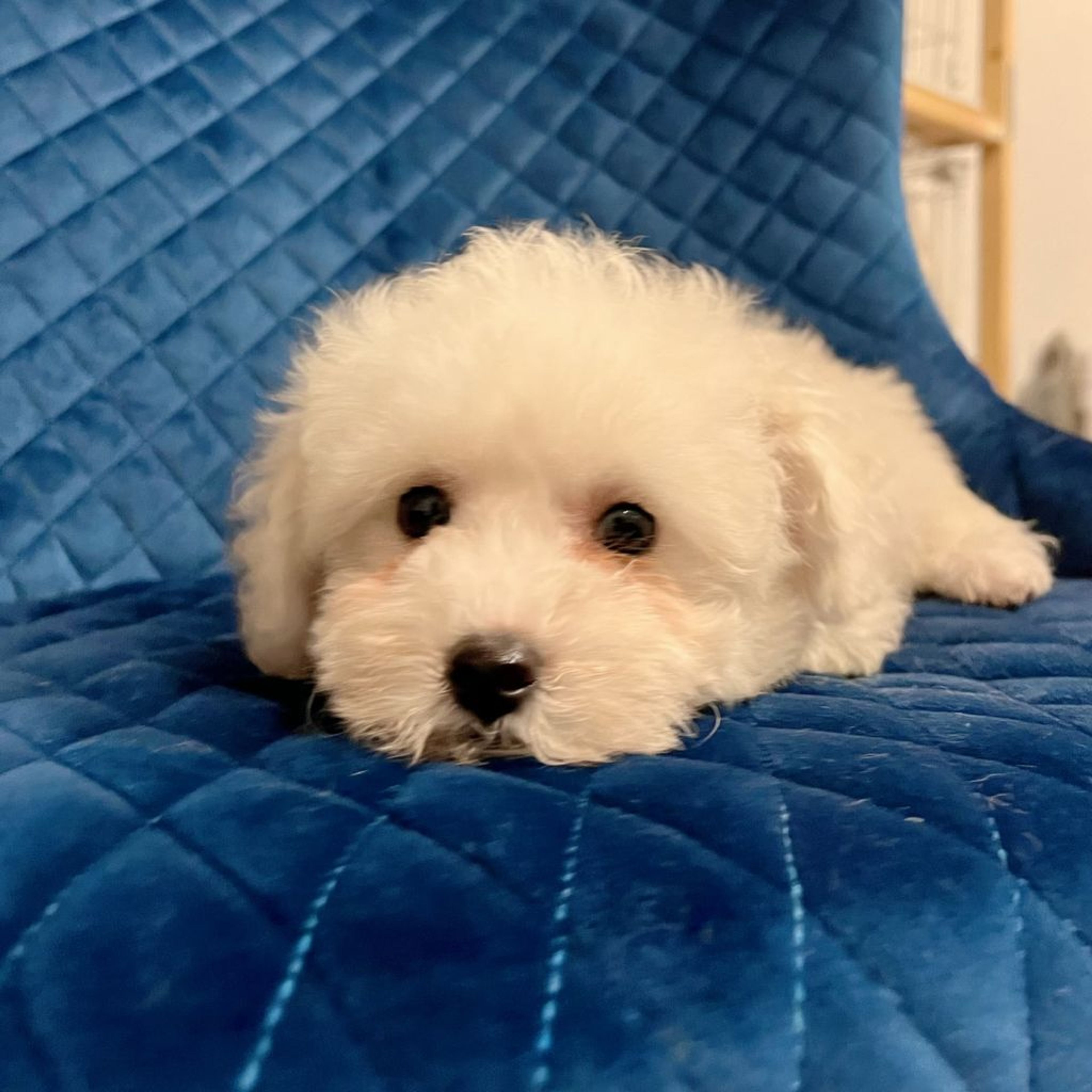 pet-image-4