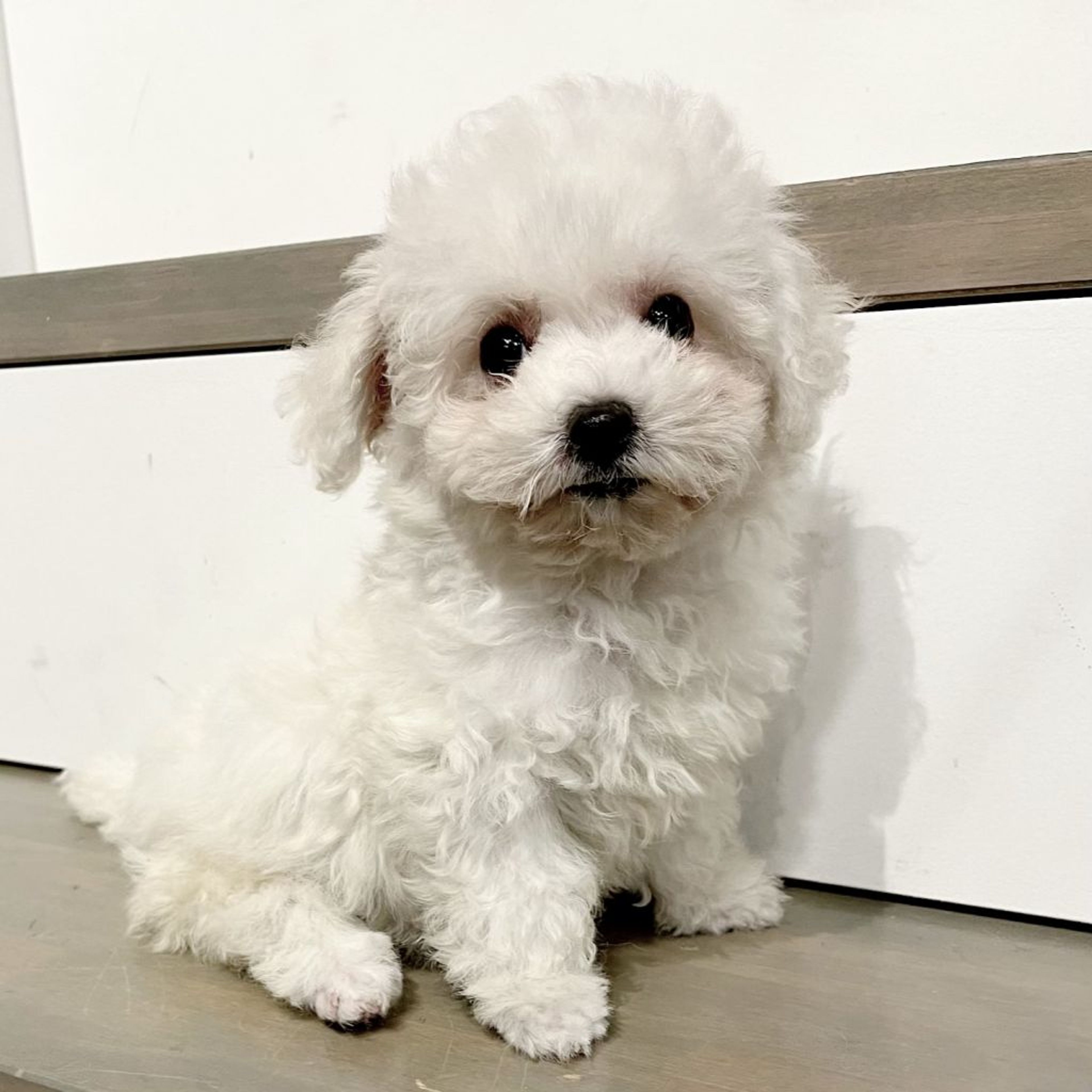 pet-image-5