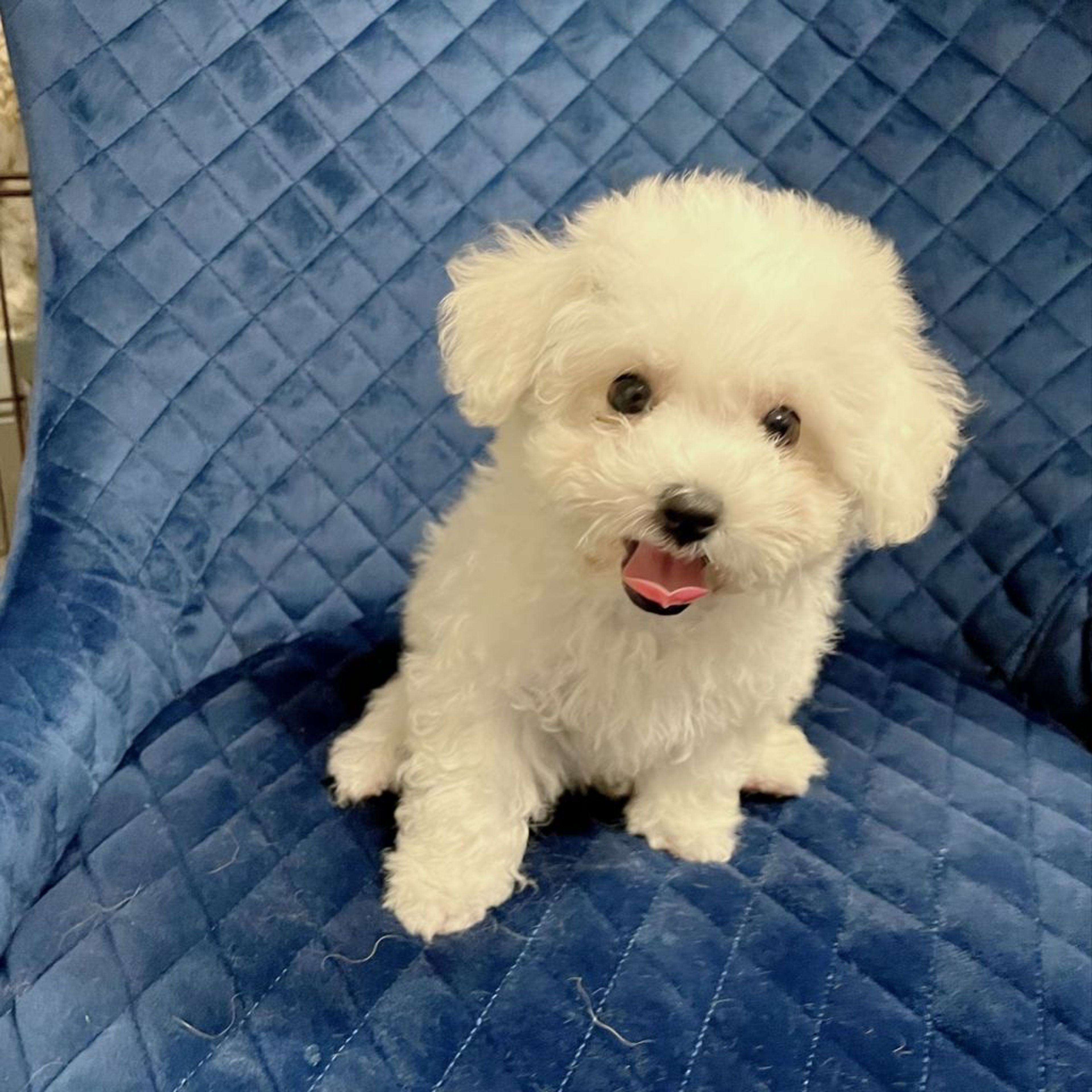 pet-image-6