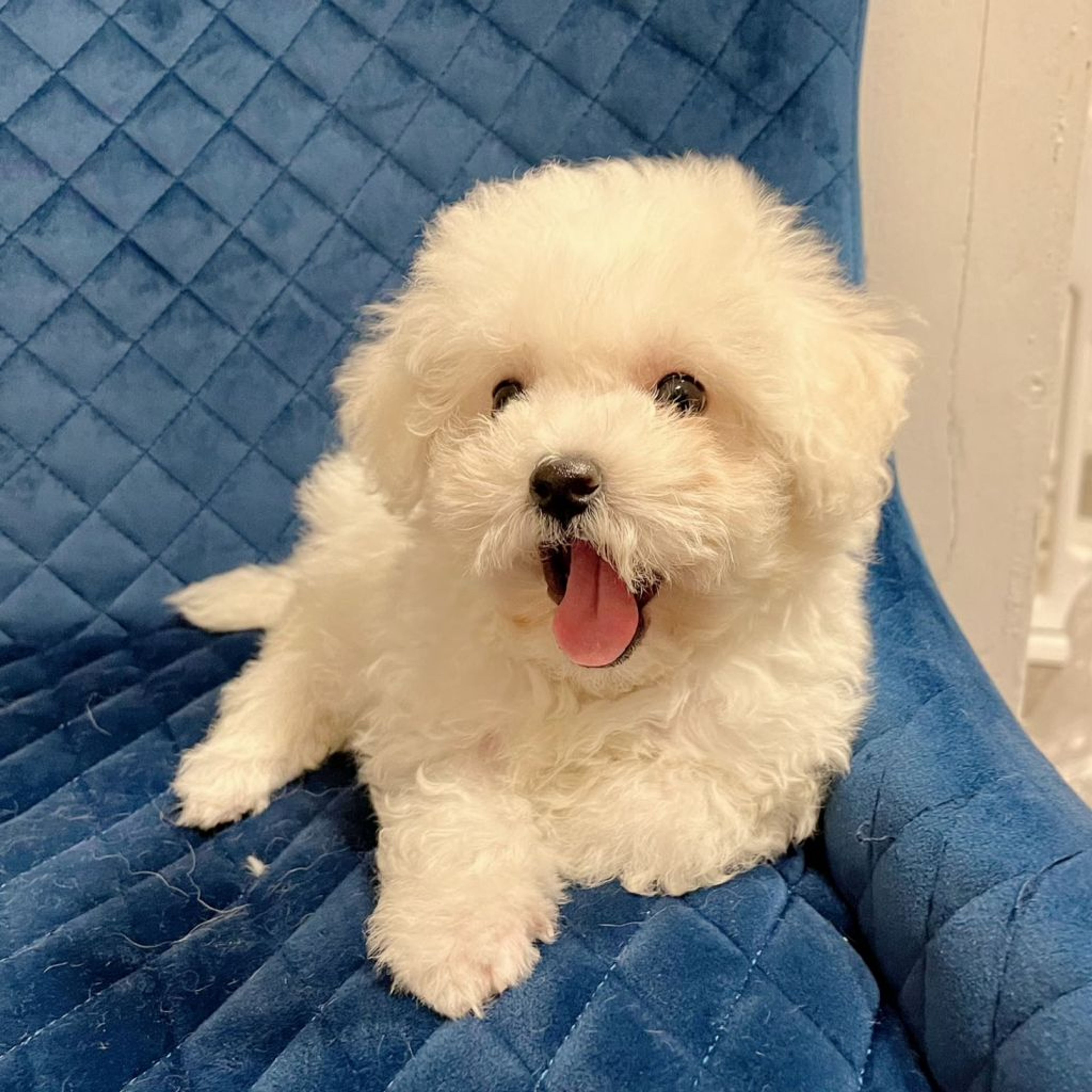 pet-image-7