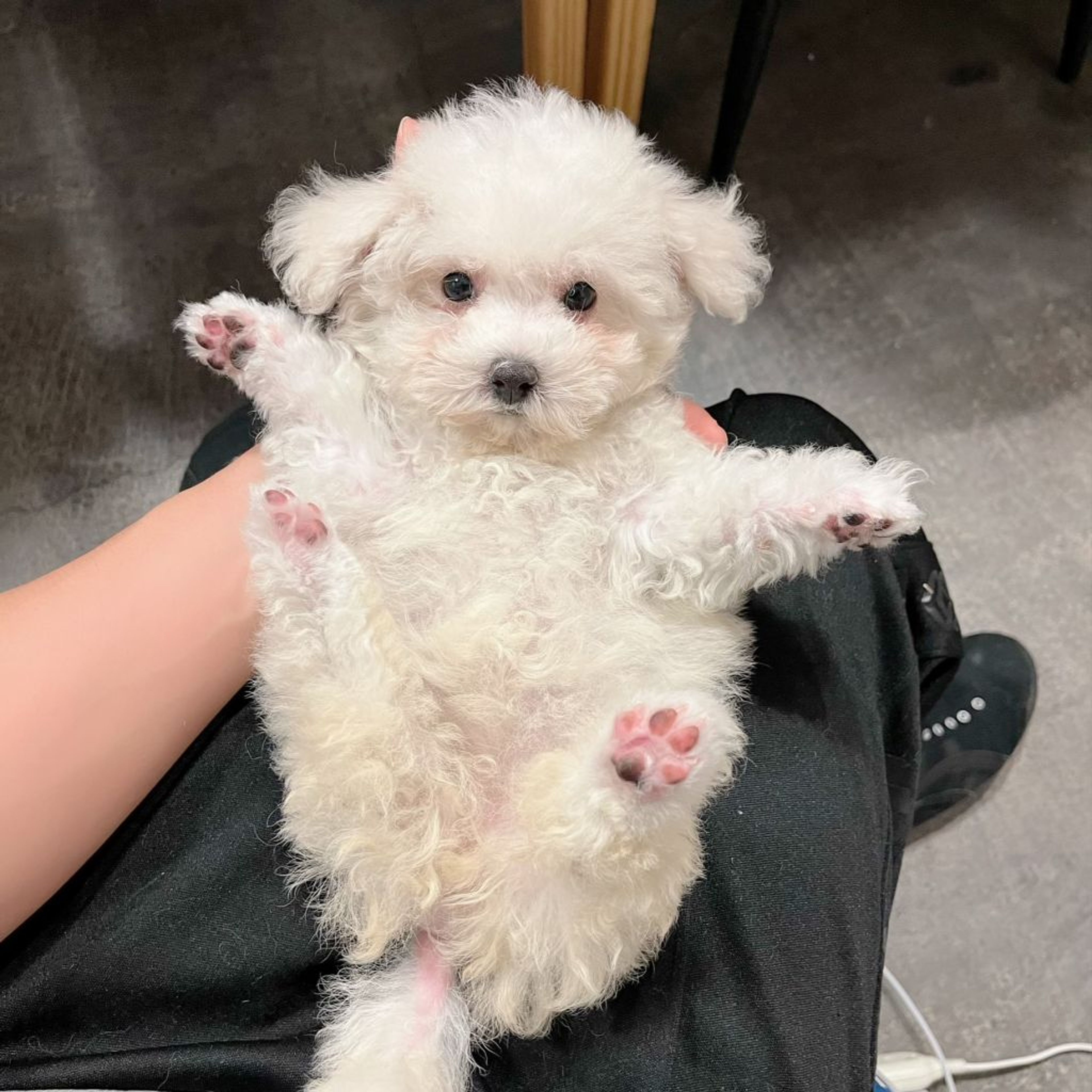pet-image-8