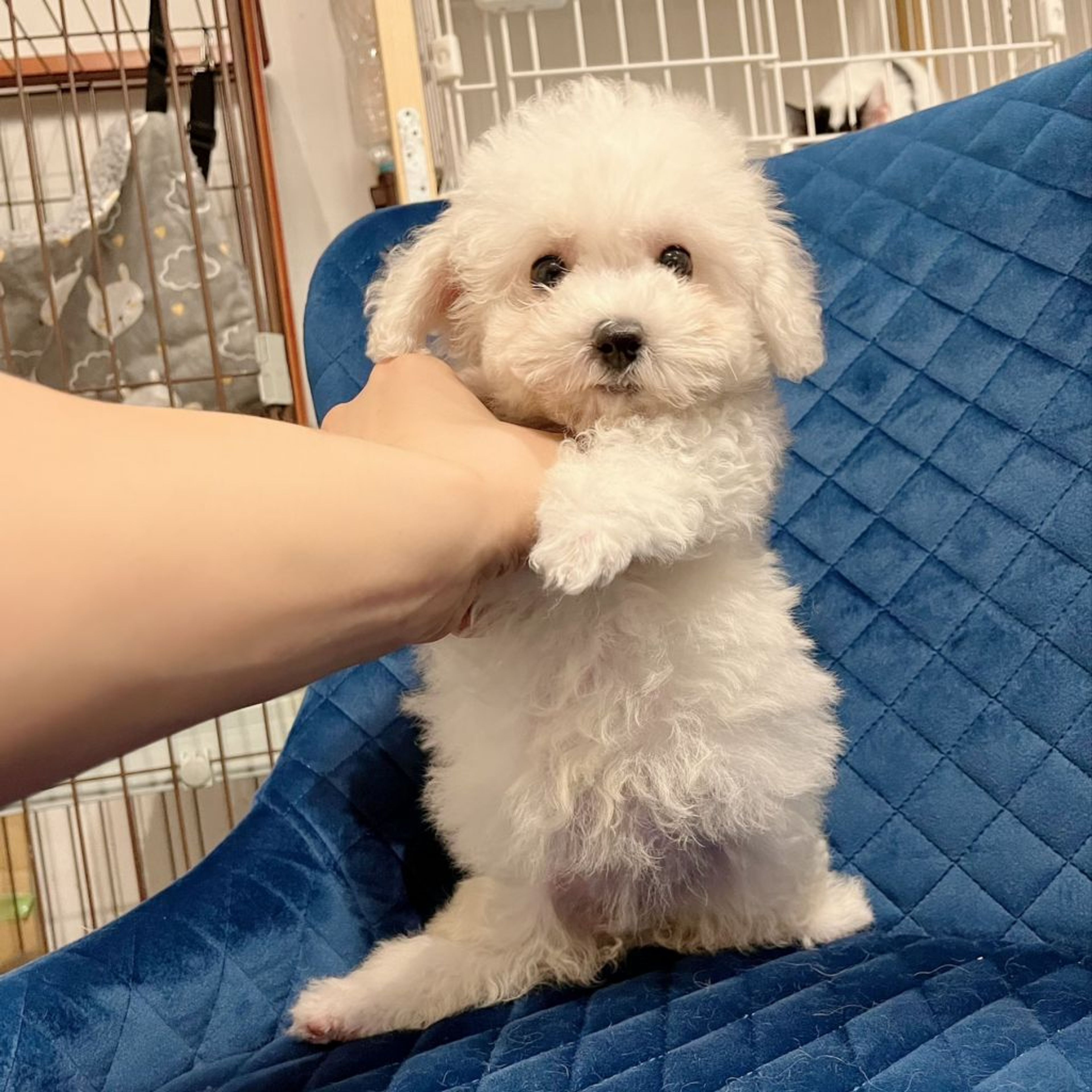 pet-image-9