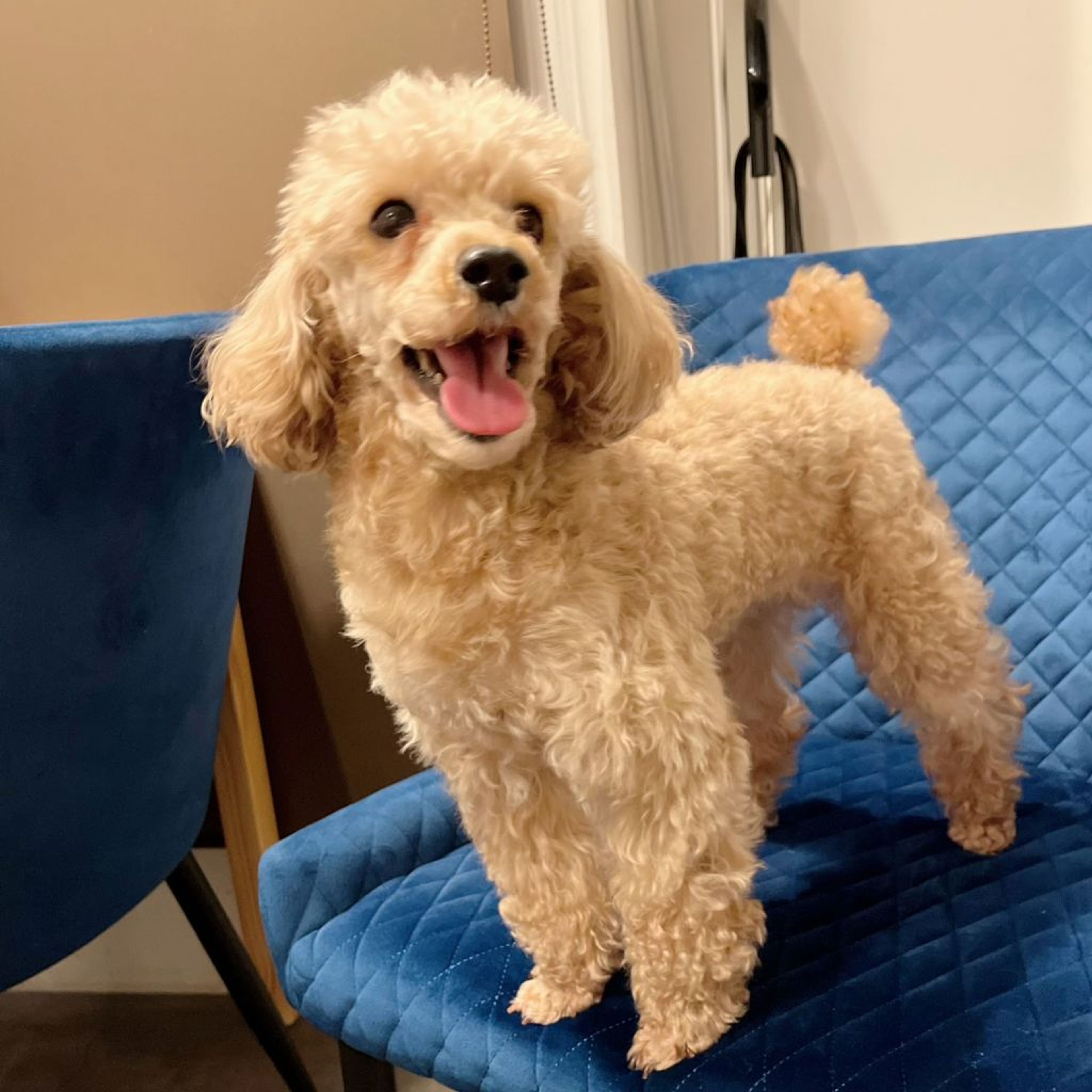pet-image-3