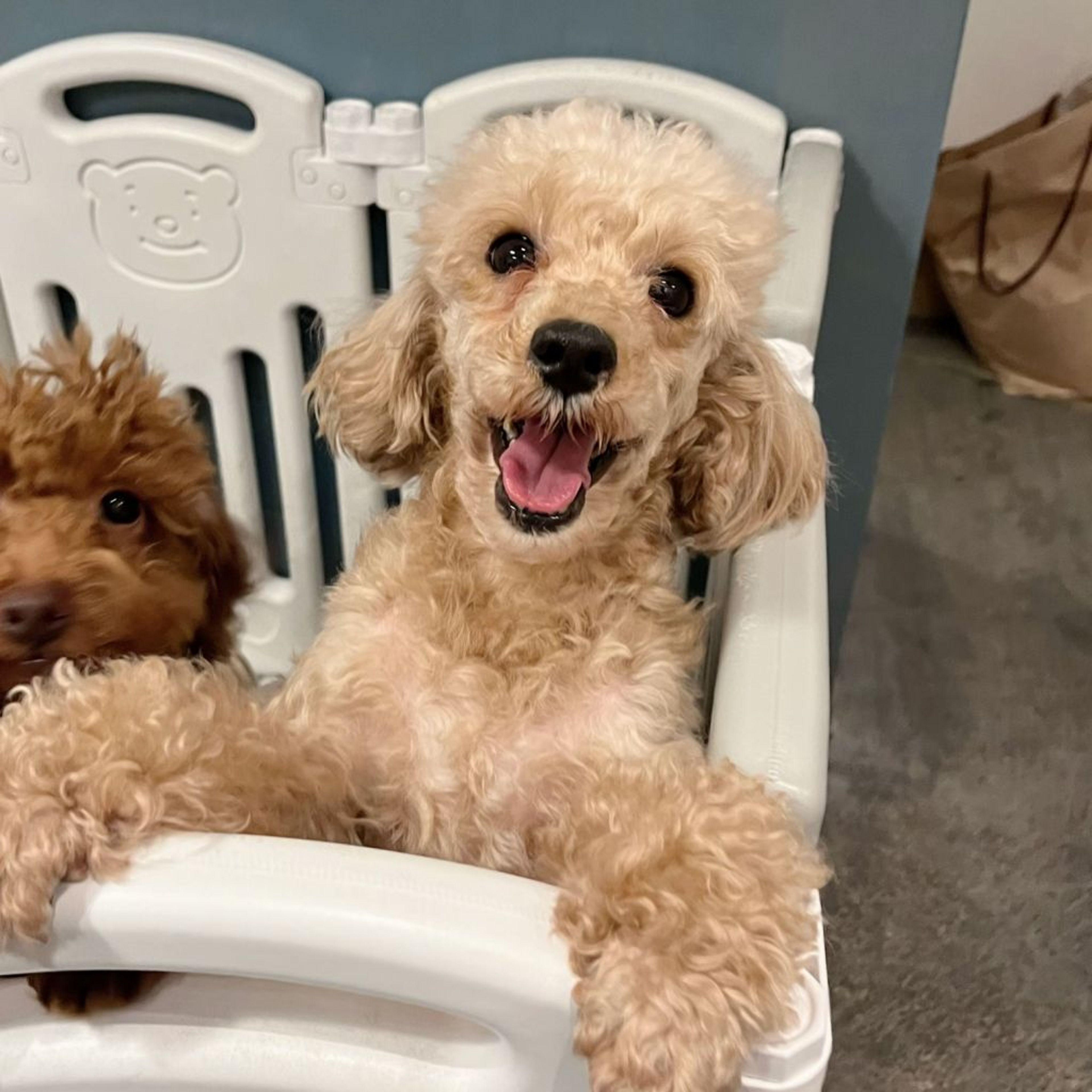 pet-image-4