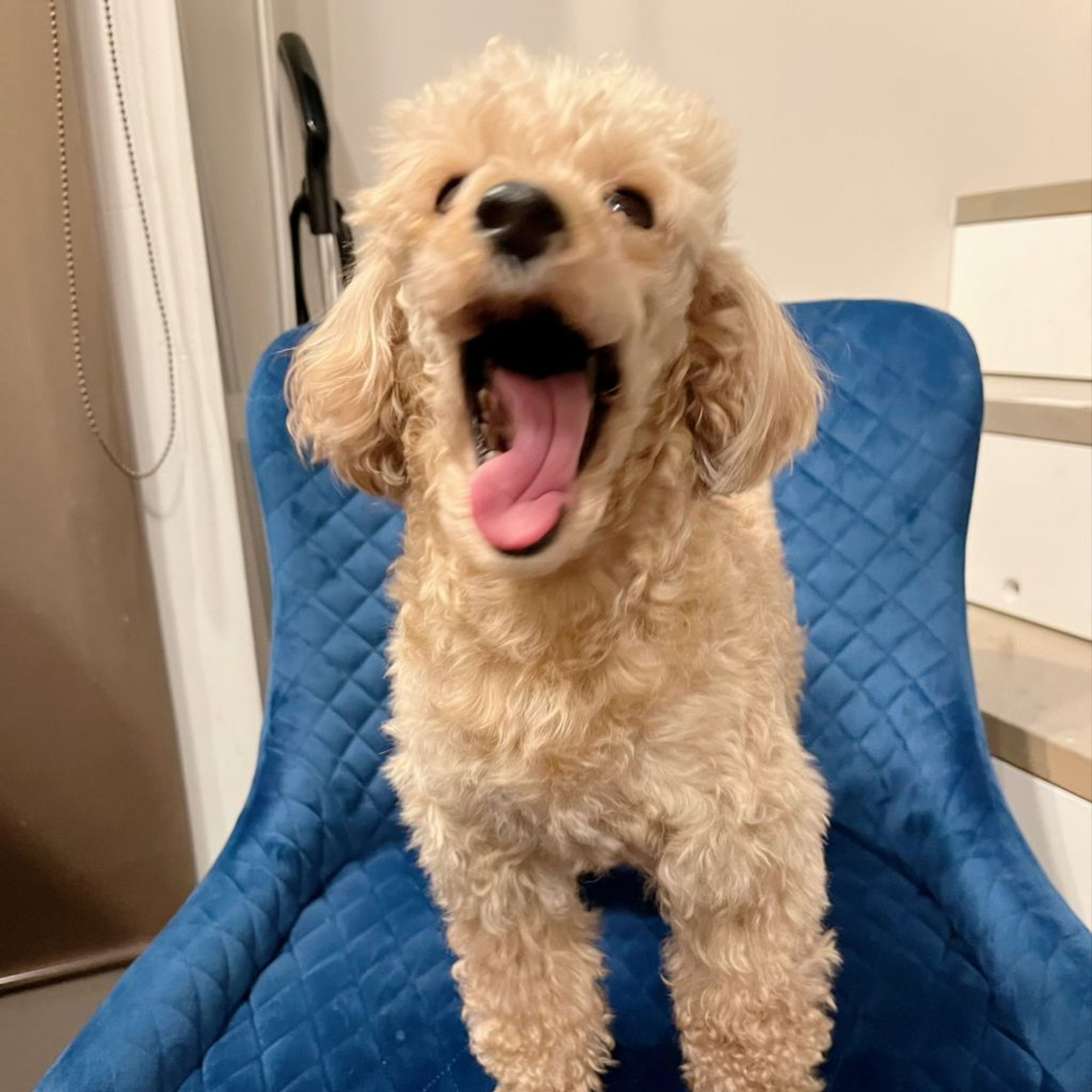 pet-image-6